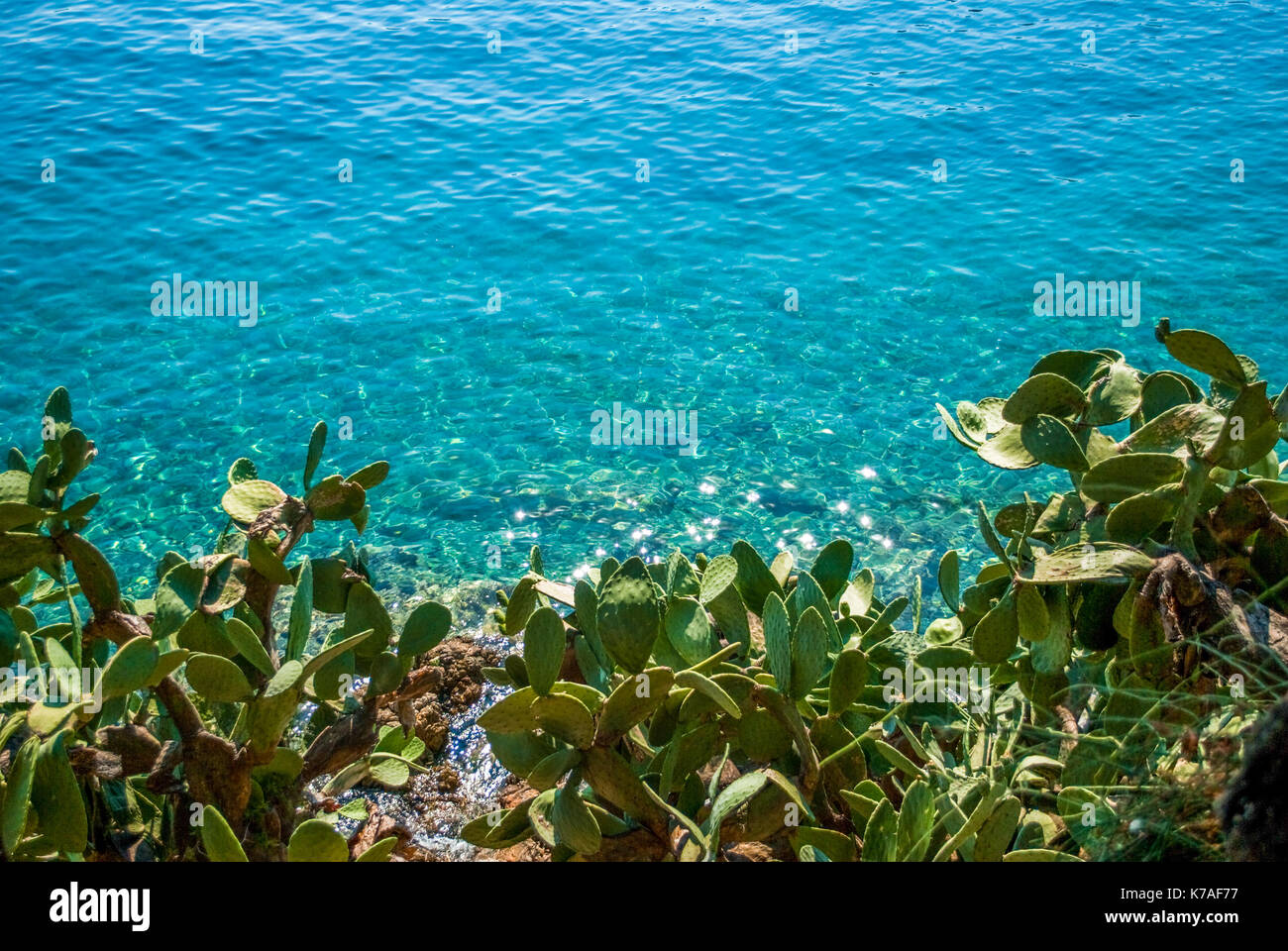 Grüne große Kakteen neben dem Meer, dem blauen Meer und der Sonne funkelt auf der Wasseroberfläche Stockfoto