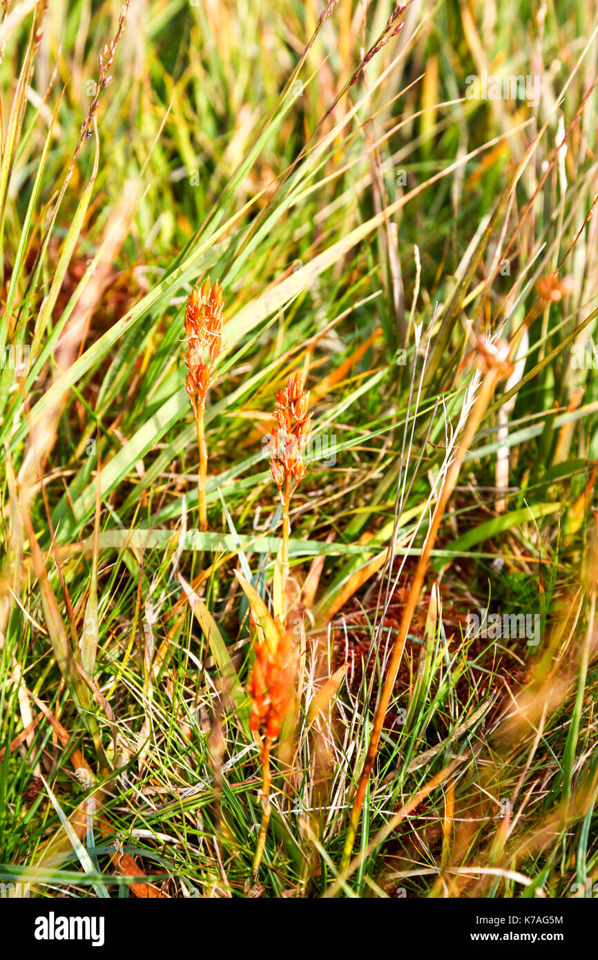 Ein Werk im englischen Lake District, Cumbria, England, UK wachsende Stockfoto