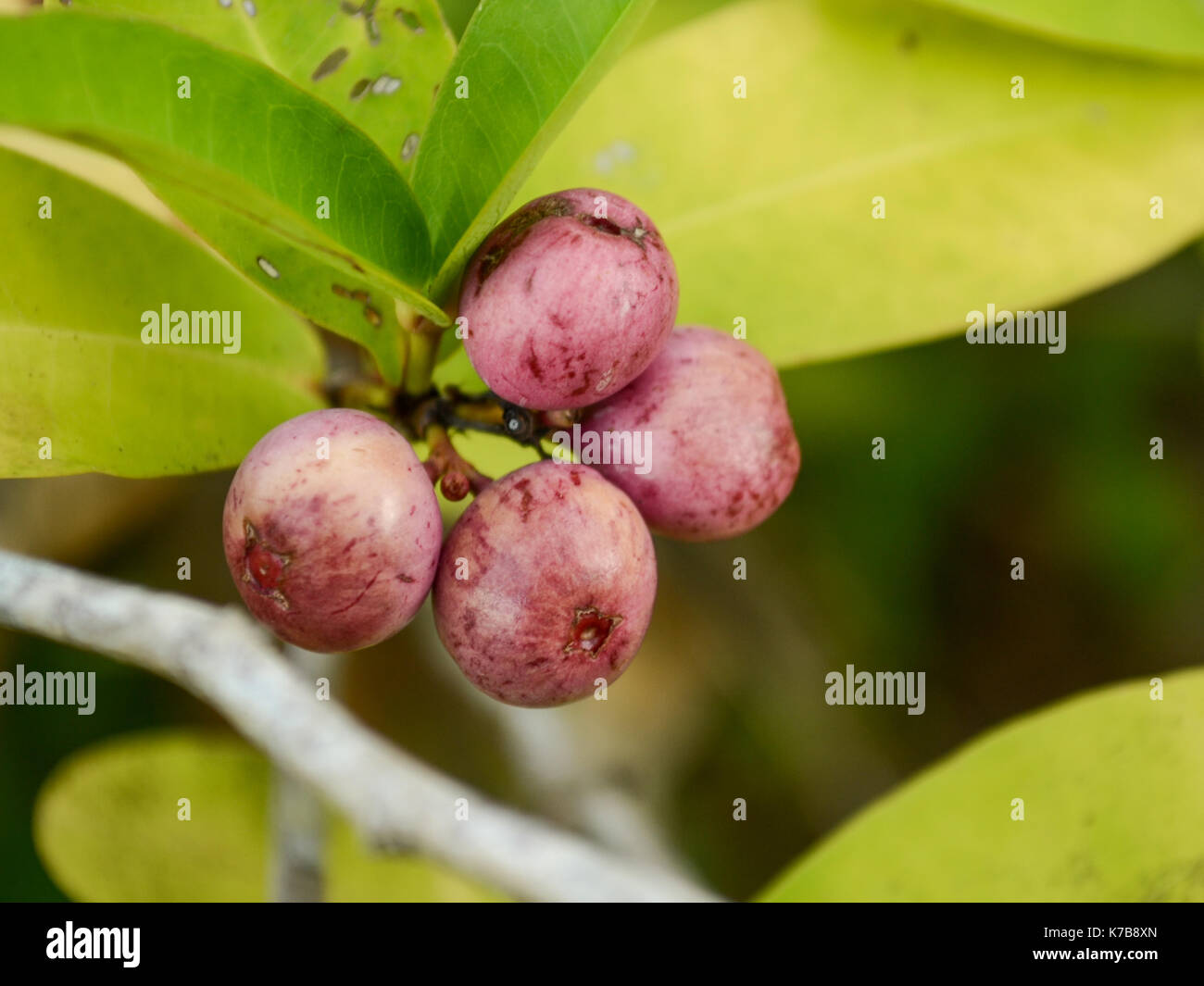 Makroaufnahme einer ungenießbaren oder giftigen Wild Berry Stockfoto