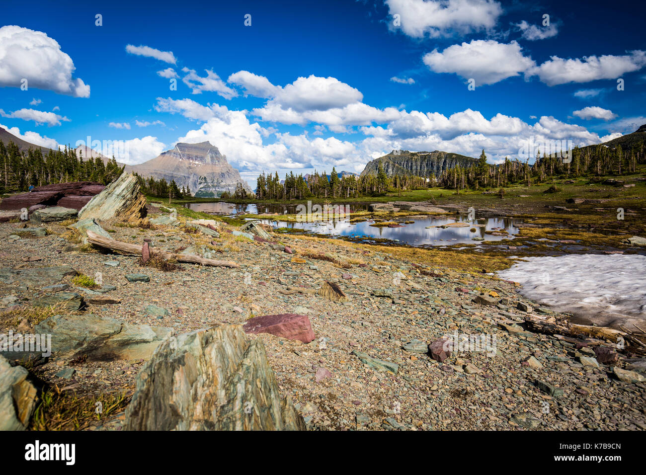 Wildlife wilde Blumen Glacier National Park Landschaften Stockfoto