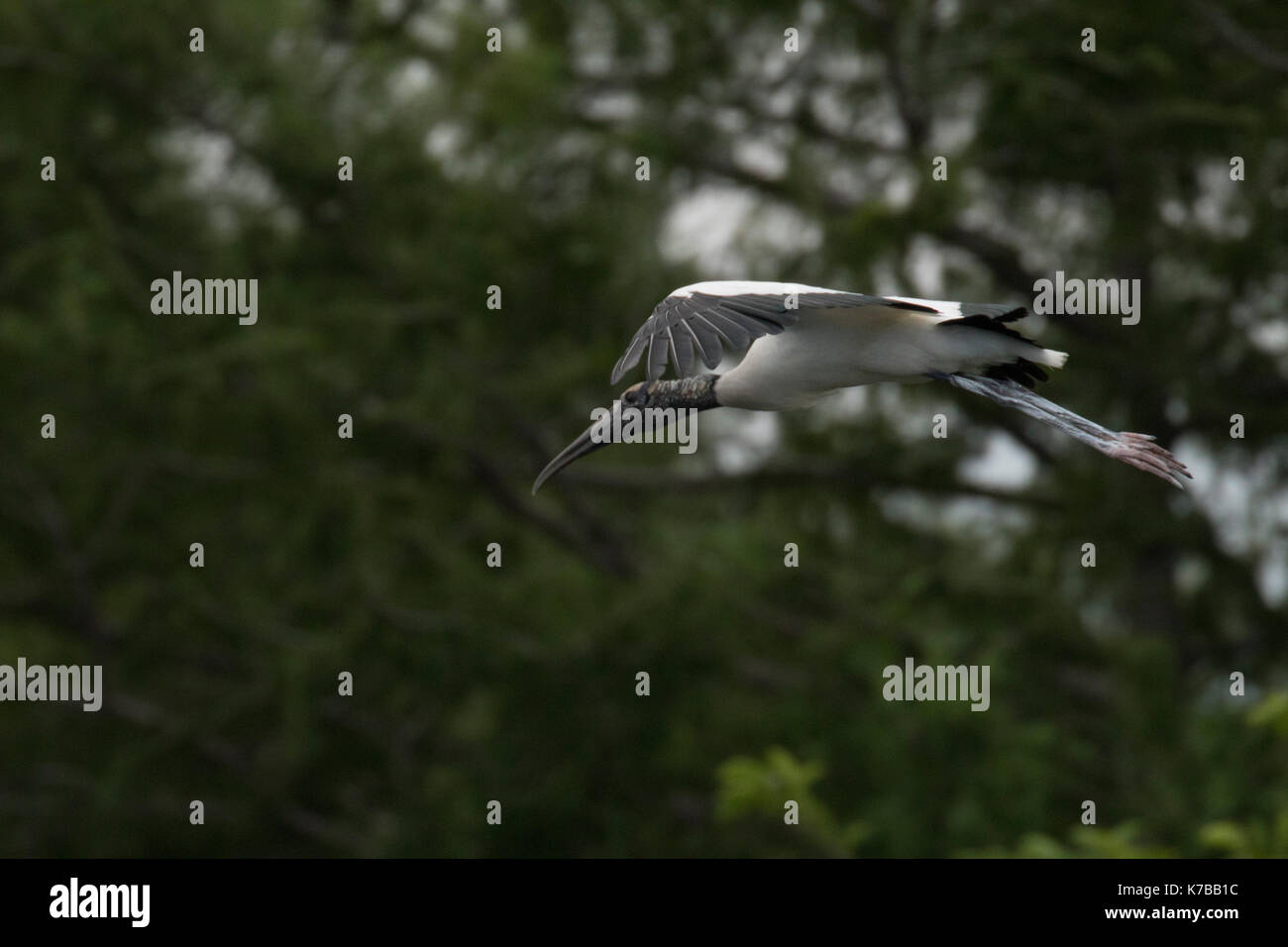 Woodstork Holz Storch Storch Vogelgrippe mycteria americana Holz ibis Stockfoto