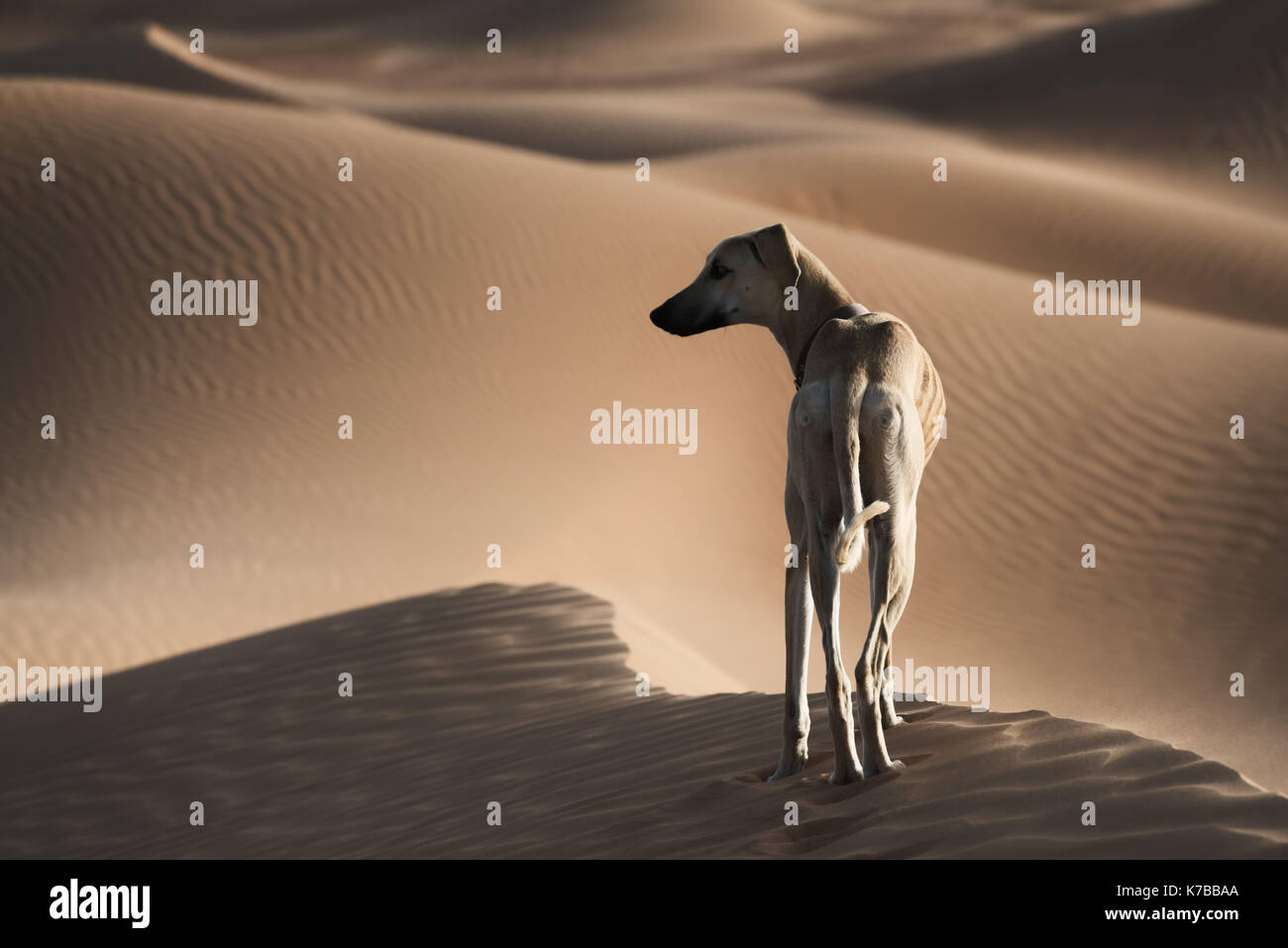 Ein arabischer Windhund (Sloughi) in der Wüste von Marokko. Stockfoto
