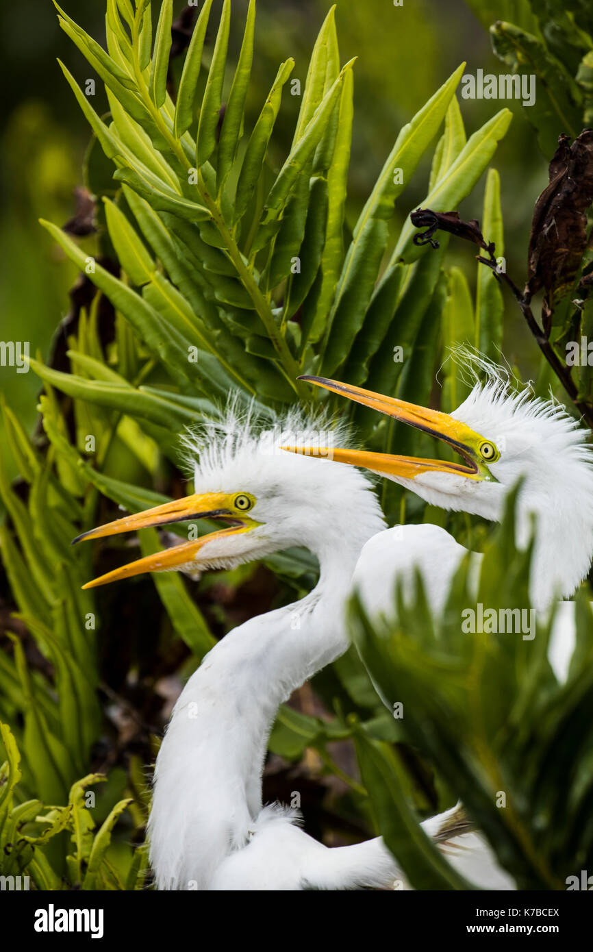 Silberreiher egret snowy egret Gemeinsame egret große weiße Reiher Ardea alba Stockfoto