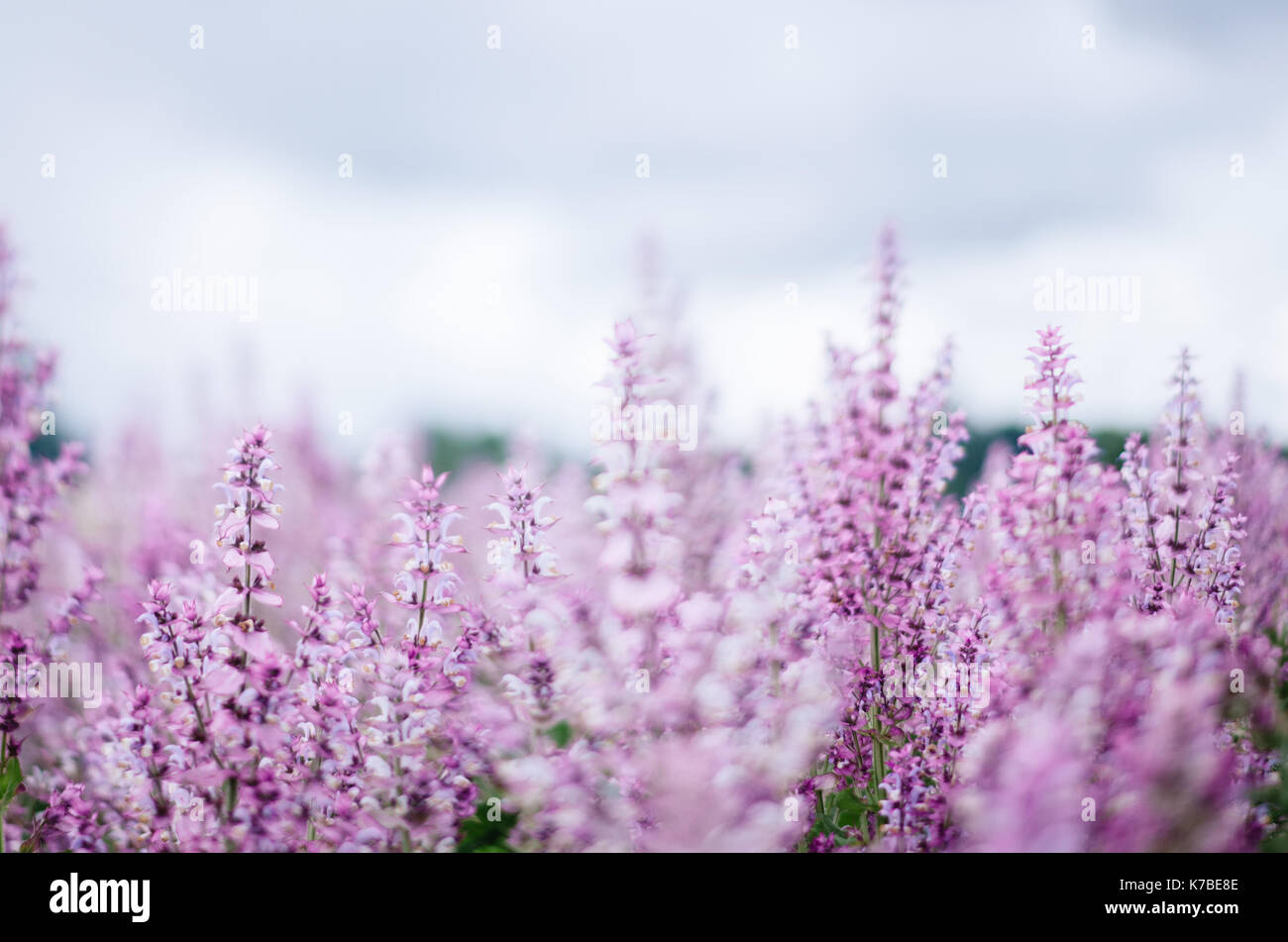 Rosa Blumen blühen in den Park gegen Sky Stockfoto