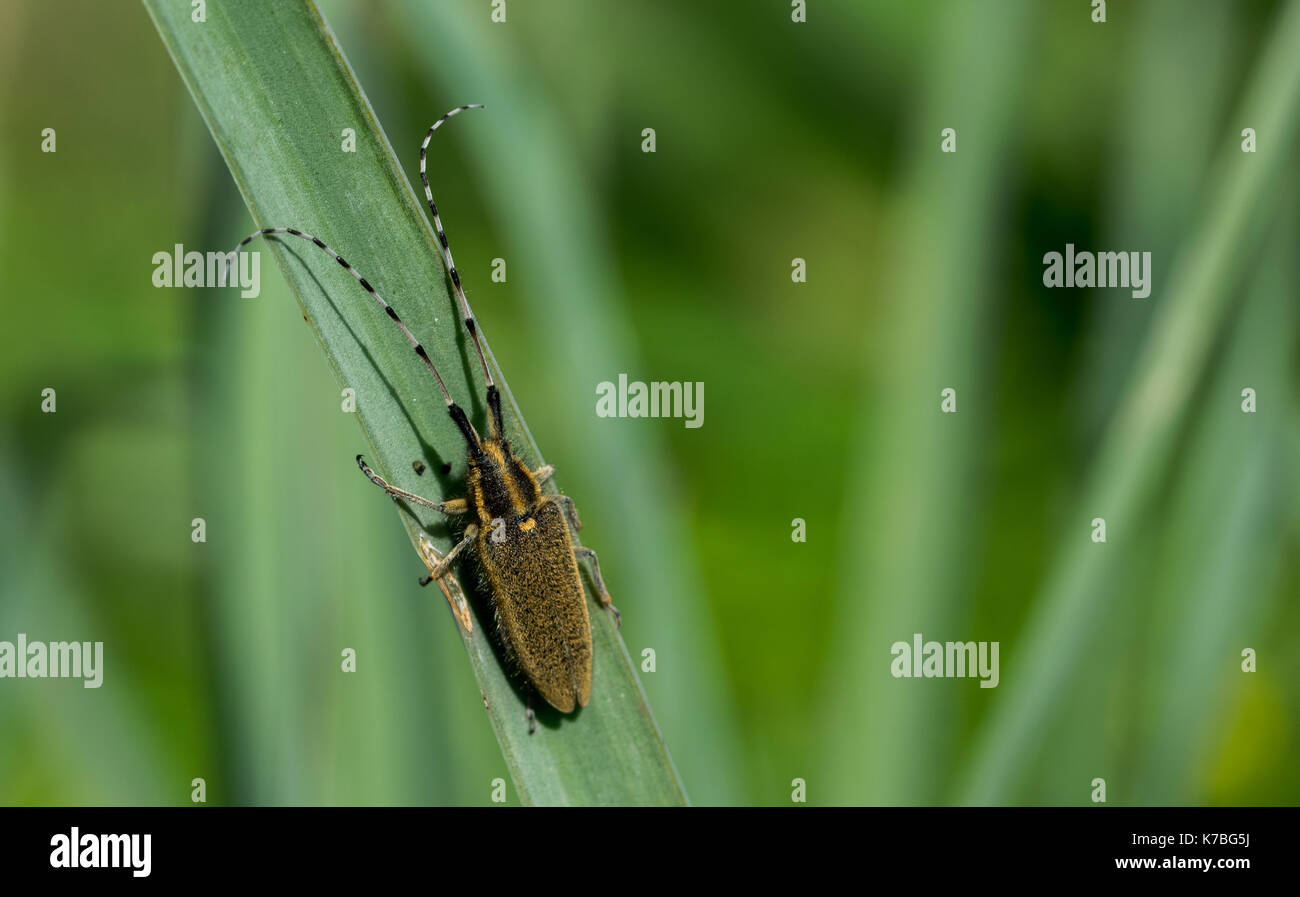 Eine gelbe Asphodel lange Gehörnten Käfer, Agapanthia asphodeli, (Insekt) mit seinen zwei sehr lange Antennen auf einem asphodel Blatt in Malta. Stockfoto