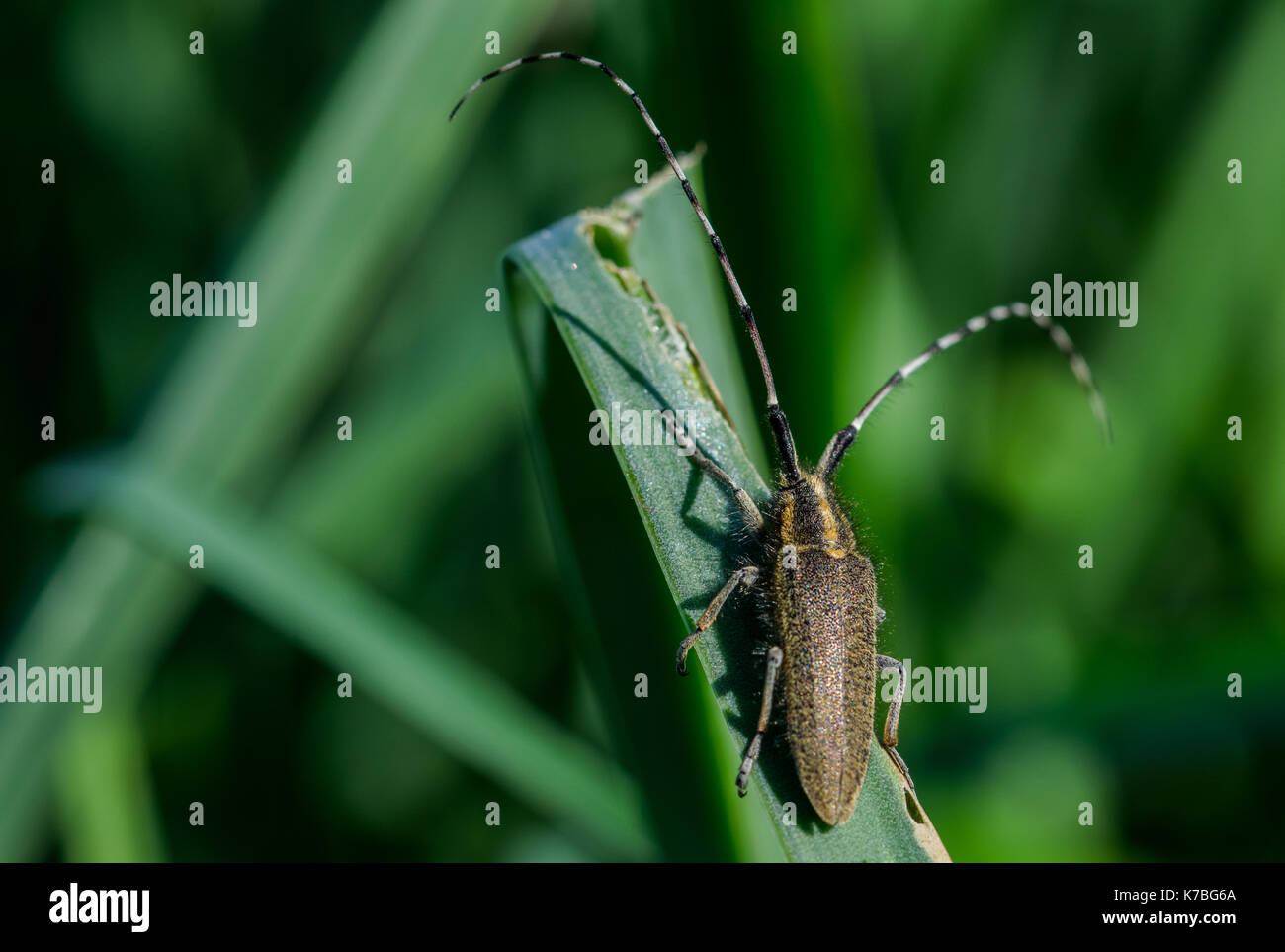Eine gelbe Asphodel lange Gehörnten Käfer, Agapanthia asphodeli, (Insekt) mit seinen zwei sehr lange Antennen auf einem asphodel Blatt in Malta. Stockfoto