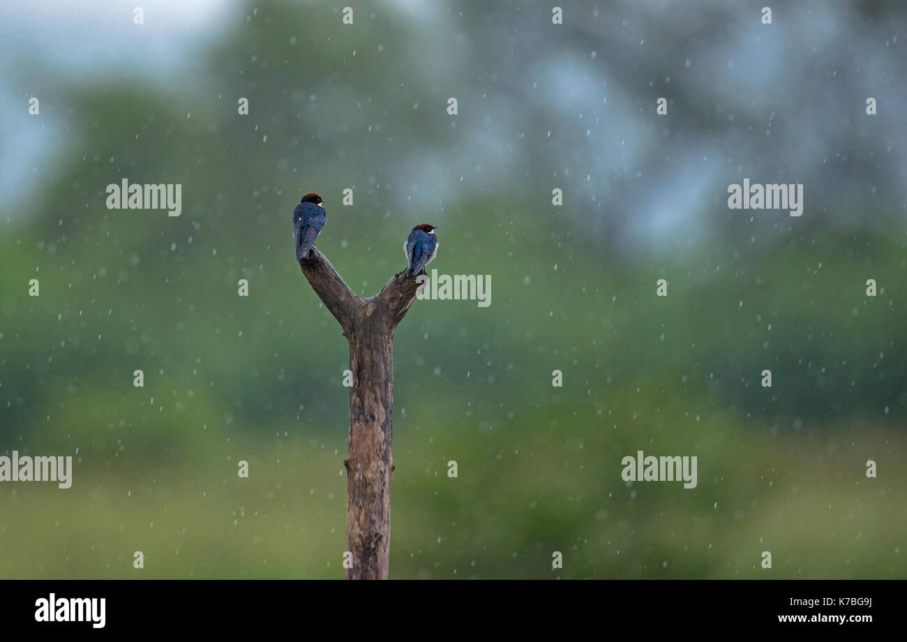 Zwei Kabel angebundene swallos Sitzen auf einem alten Baum in einem Feld Stockfoto