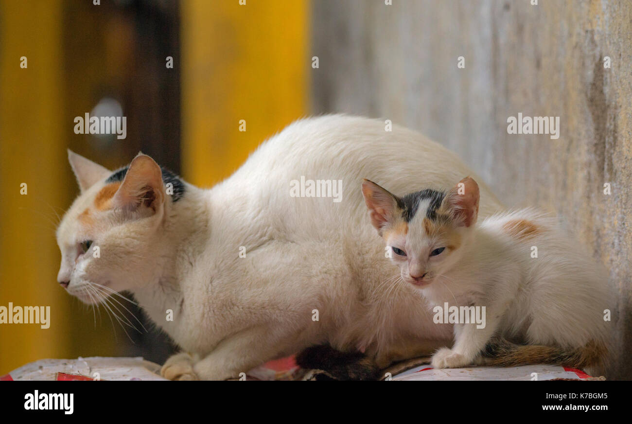 Ein Blick gleichermaßen Katze und ihrem Cub Stockfoto