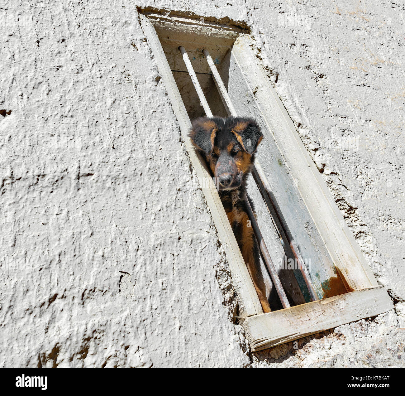 Junge Hund schaut aus dem Fenster in den Sunny dau Zeit Stockfotografie -  Alamy