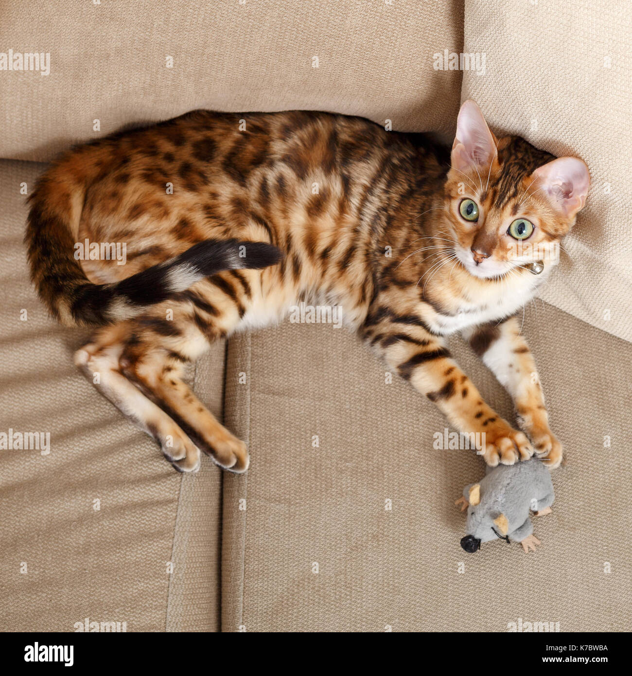 Weibliche Bengalkatze Kitten auf Sofa spielen mit einem Spielzeug maus Model Release: Nein Property Release: Ja (CAT). Stockfoto
