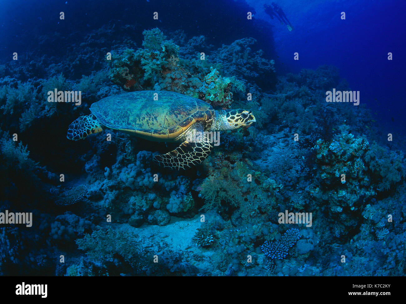 Ägypten. Das rote Meer. Tierwelt. Hawksbill Schildkröte unter Wasser, Schwimmen über Korallenriff. Stockfoto