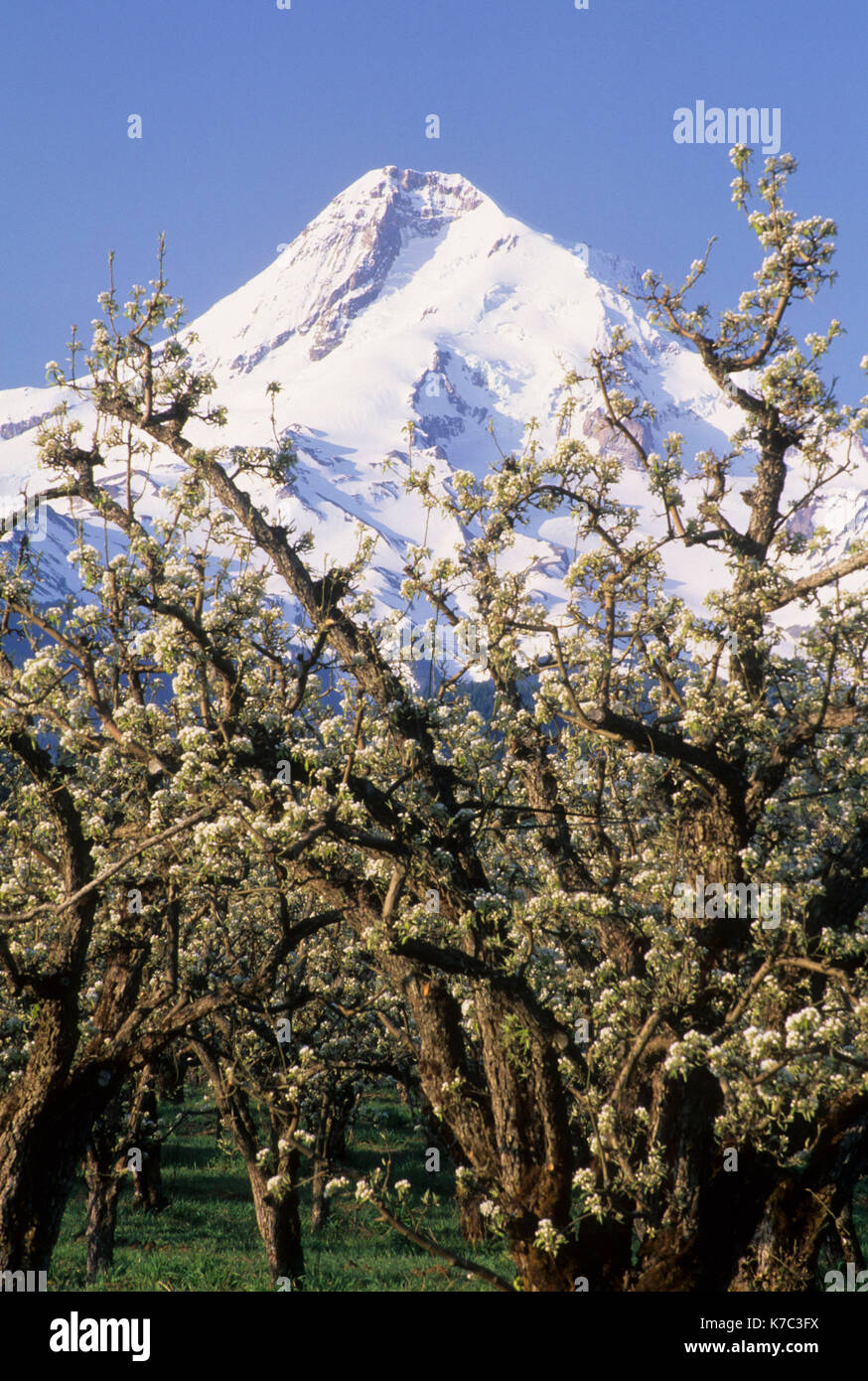 Birne Obstgarten in voller Blüte mit Mt Hood, Hood River County, Oregon Stockfoto