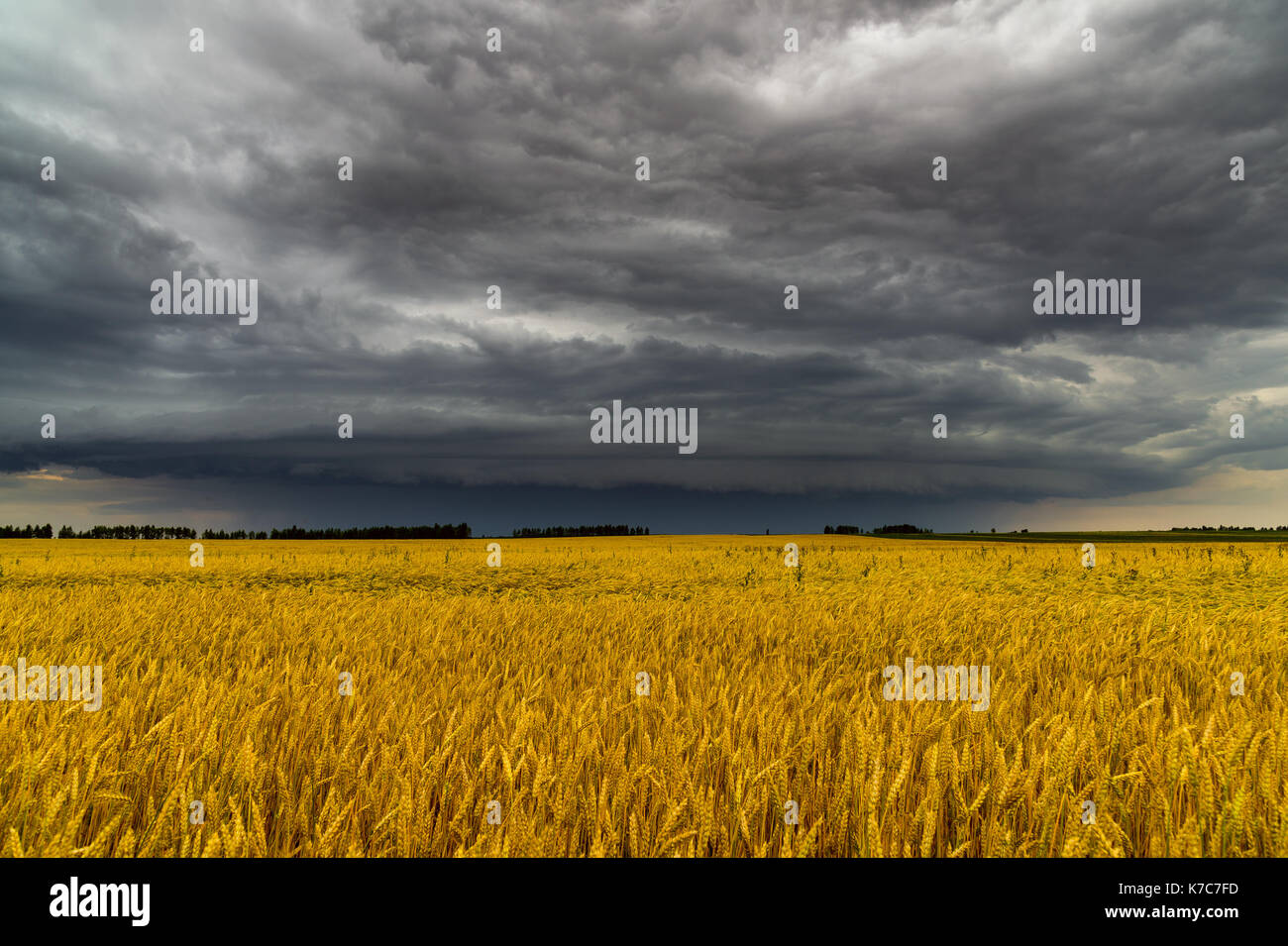 Runde Sturm Wolke über ein Weizenfeld. Russland Stockfoto