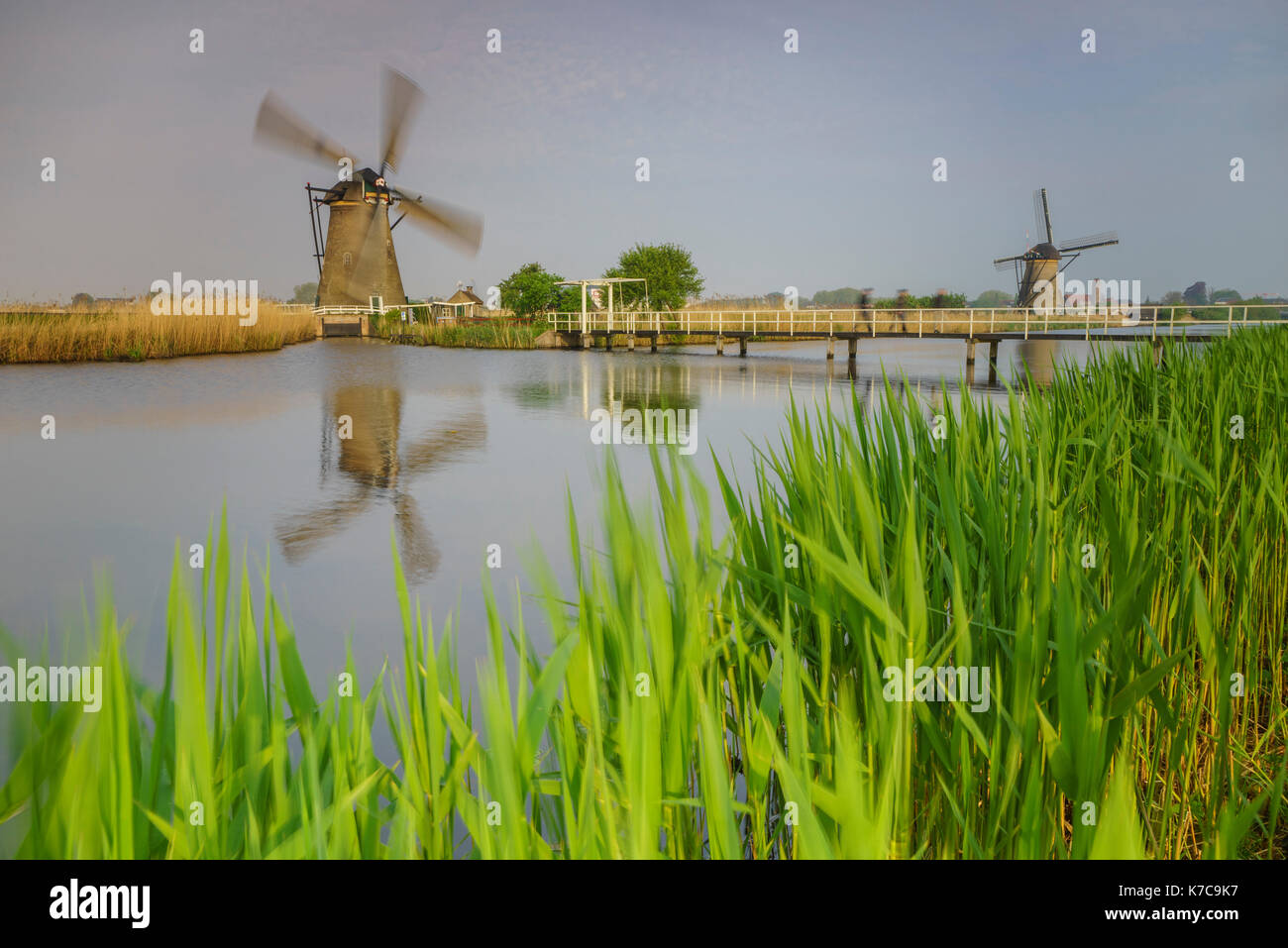 Grüne Gras Frames die Windmühlen in den Kanal kinderdijk Rotterdam Südholland Niederlande Europa wider Stockfoto