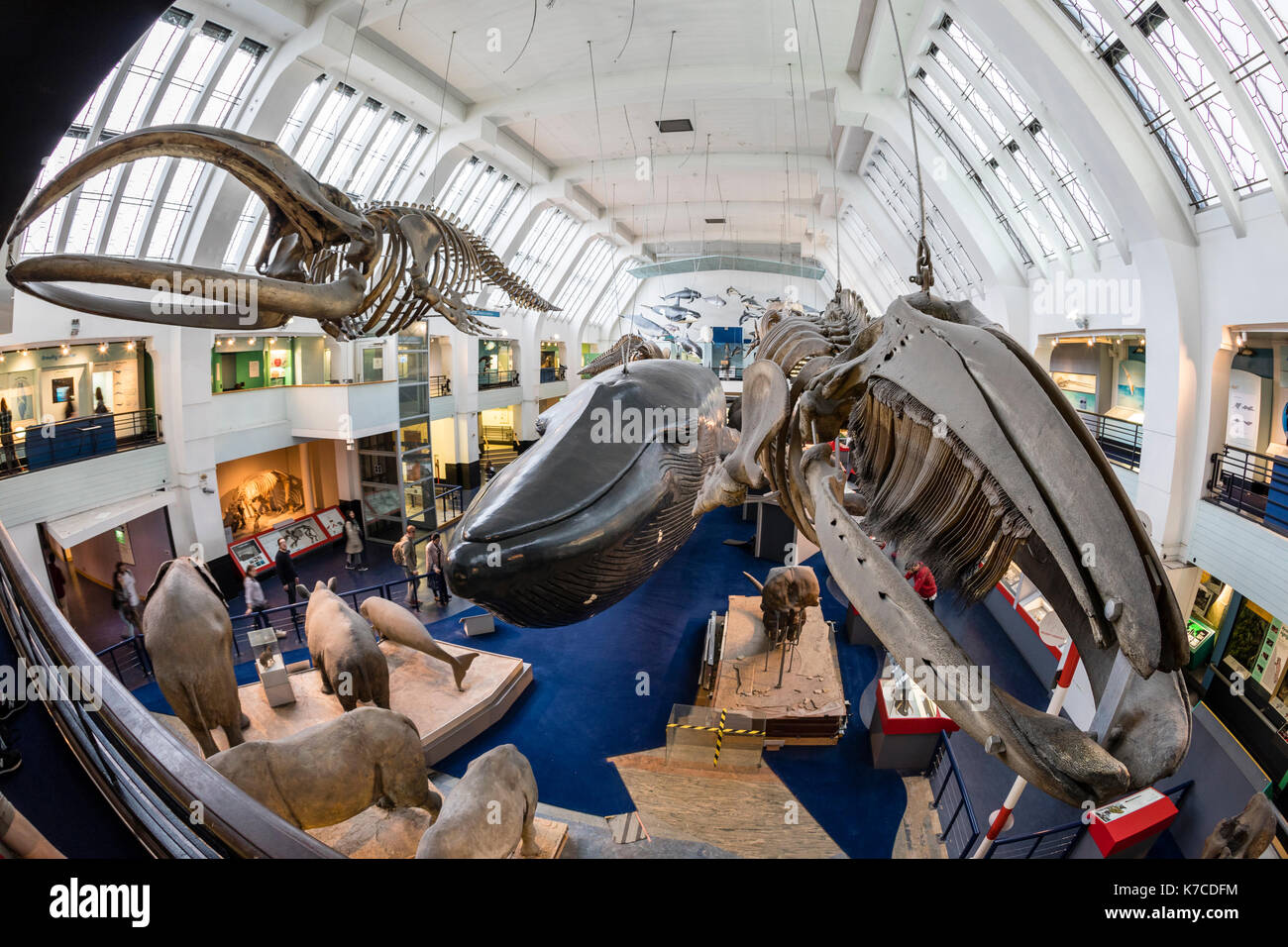 Säugetier Halle am Natural History Museum in London. Stockfoto