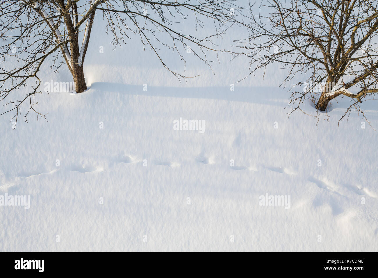 Bäume und Abdrücke in Schneeverwehungen im Winter Stockfoto