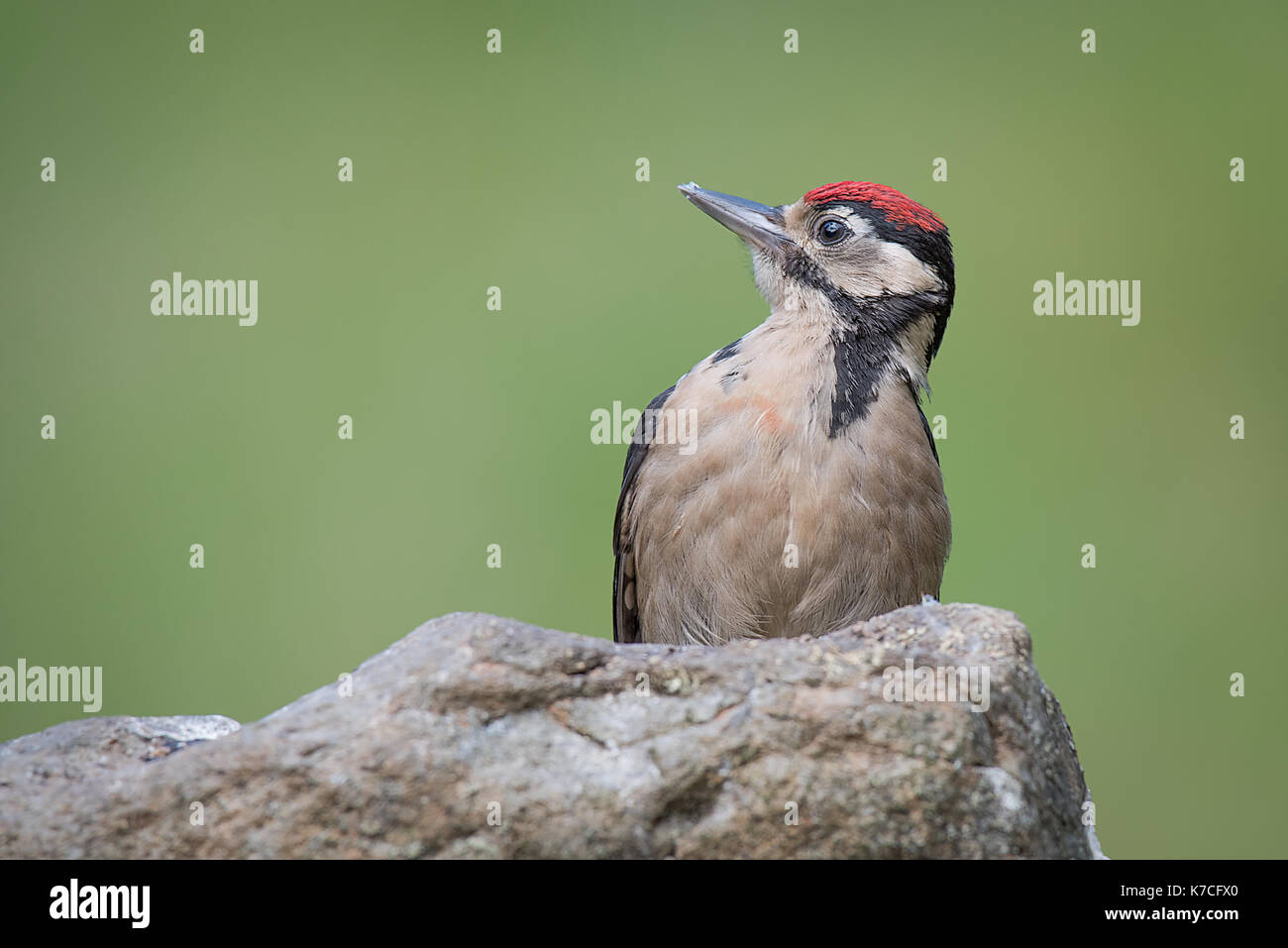 Porträt eines Jugendlichen Buntspecht auf einem Felsen starrt auf das vor einem grünen Hintergrund links Stockfoto