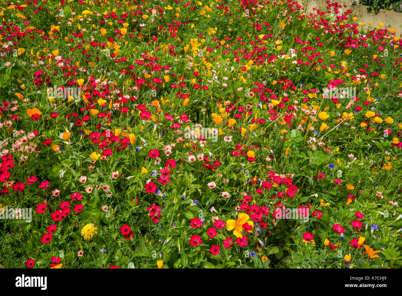 Frankreich, Center-Val de Loire, Touraine, Chinon, Blume, Feld unterhalb der Zinnen von Château-Chinon Stockfoto