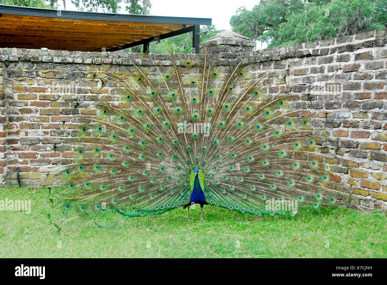 Peacock zeigt in Middleton Place, eine Plantage in Dorchester County, direkt über der Ashley River aus North Charleston, South Carolina Stockfoto