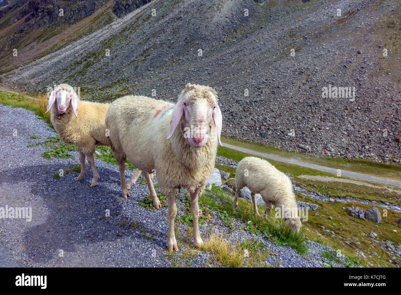 Österreichische lange eared Berg Schafe an Kamera suchen Stockfoto