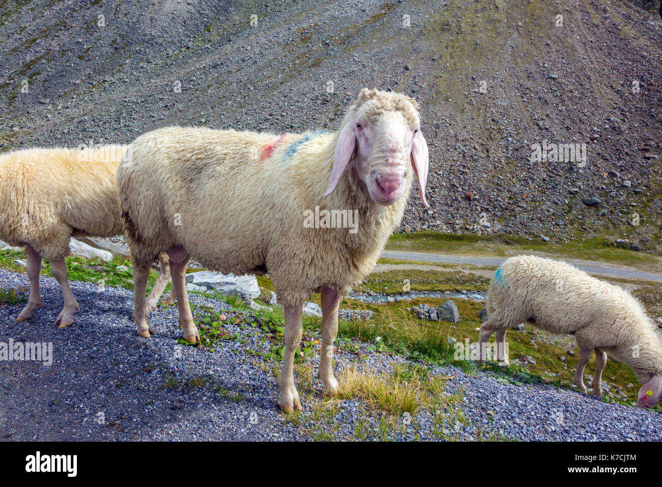 Österreichische lange eared Berg Schafe an Kamera suchen Stockfoto