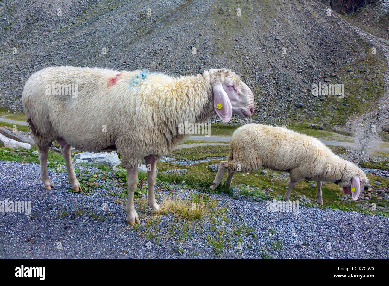 Österreichische lange eared Berg Schafe an Kamera suchen Stockfoto