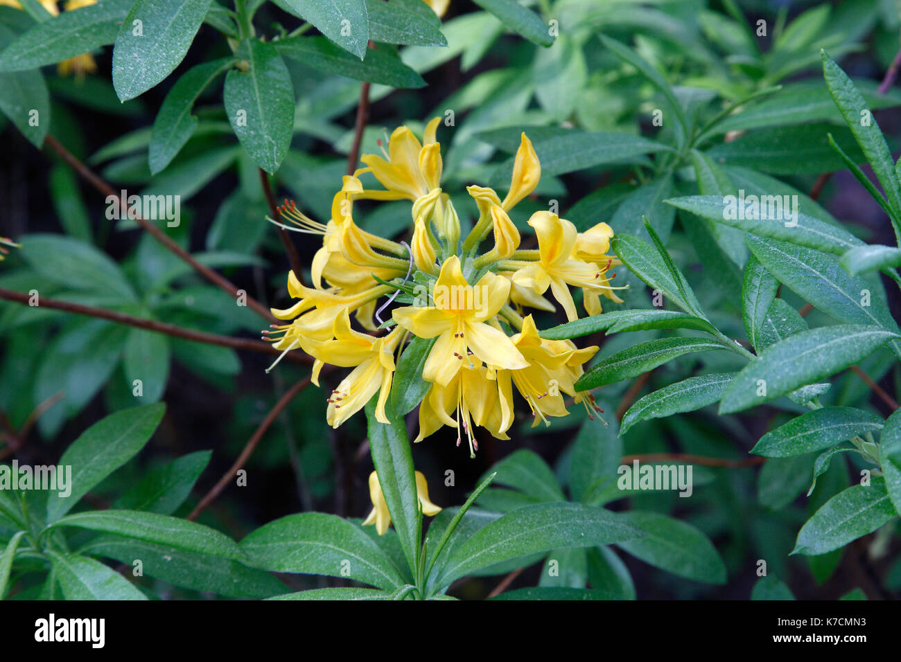 Gelbe Azalee (Rhododendron Luteum, Rhododendron Flavum, Azalea Pontica),  blhende Azalee an der weien Brcke in Schochs Garten Stockfotografie -  Alamy
