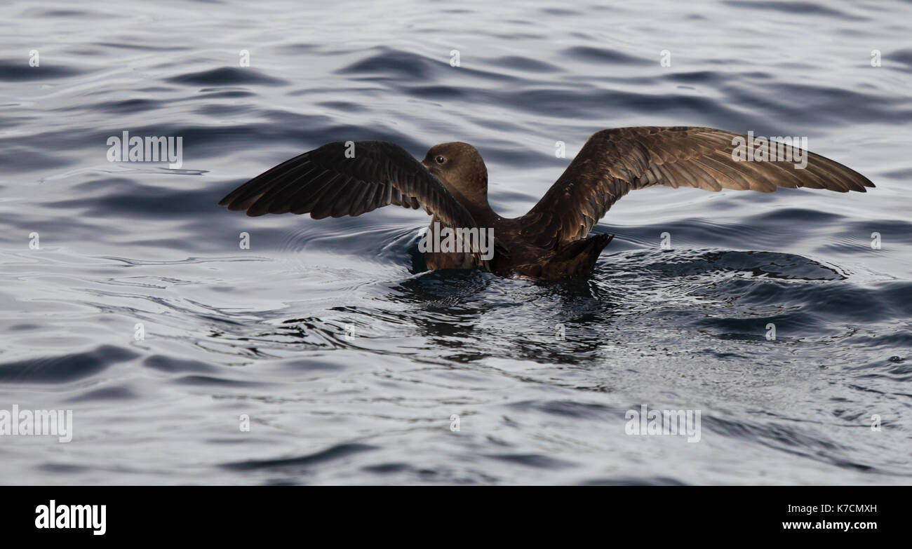 Ein shearwater Flügel anheben, bevor sie Flug. Stockfoto
