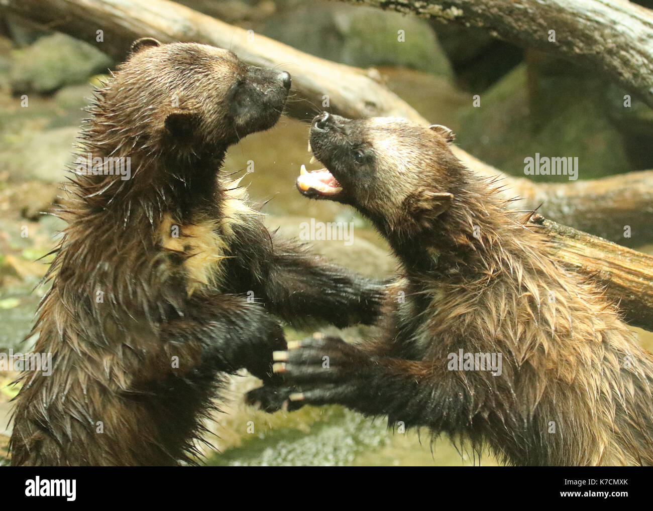 Eine Vielfraß sprang in eine bissige Attacke. Stockfoto