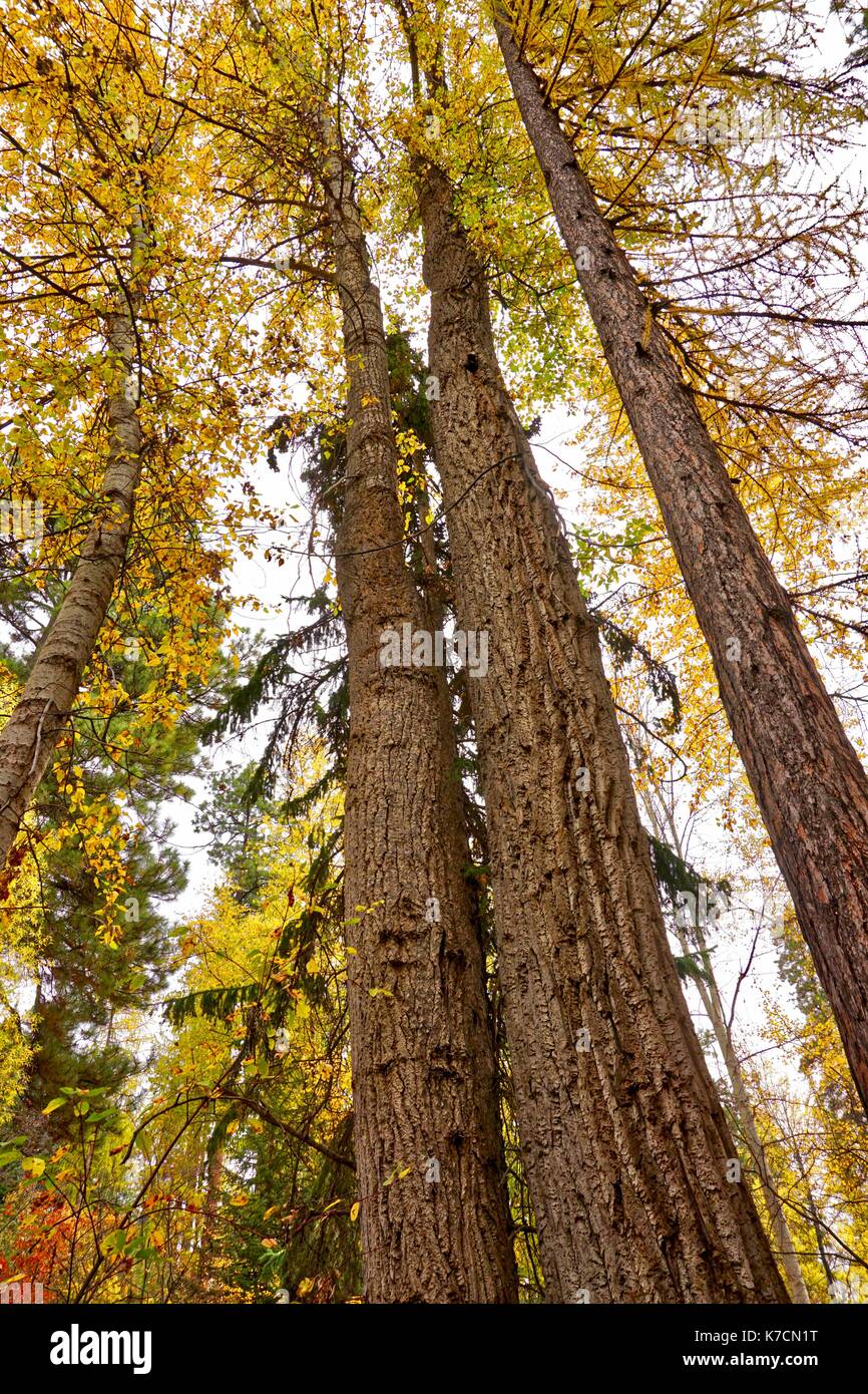 Nach oben Blick auf Lärchen im Herbst Stockfoto