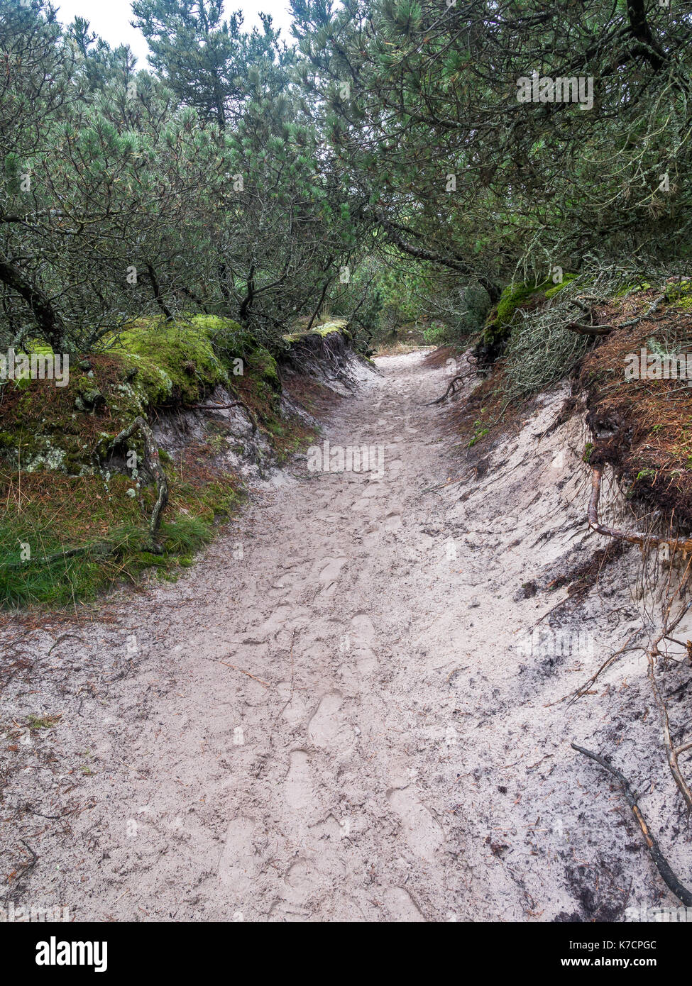 Sandigen Trail führt zu bewegen dune Wydma Czolpinska im Slowinski Nationalpark, Polen Stockfoto