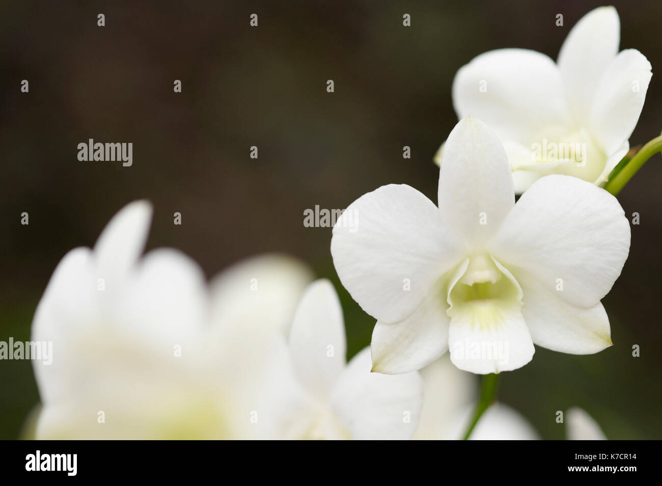 DENDROBIUM STEFANIE SUN (DENDROBIUM MEMORIA Prinzessin Diana X DENDROBIUM PHALAENOPSIS). Stockfoto