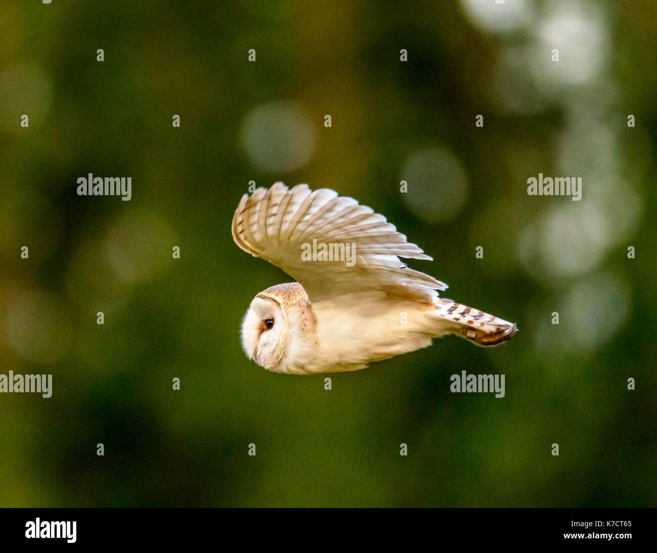 Schleiereule im Flug Fotografie in RSPB Minsmere/Suffolk/East Anglia/Osten von England Großbritannien Stockfoto