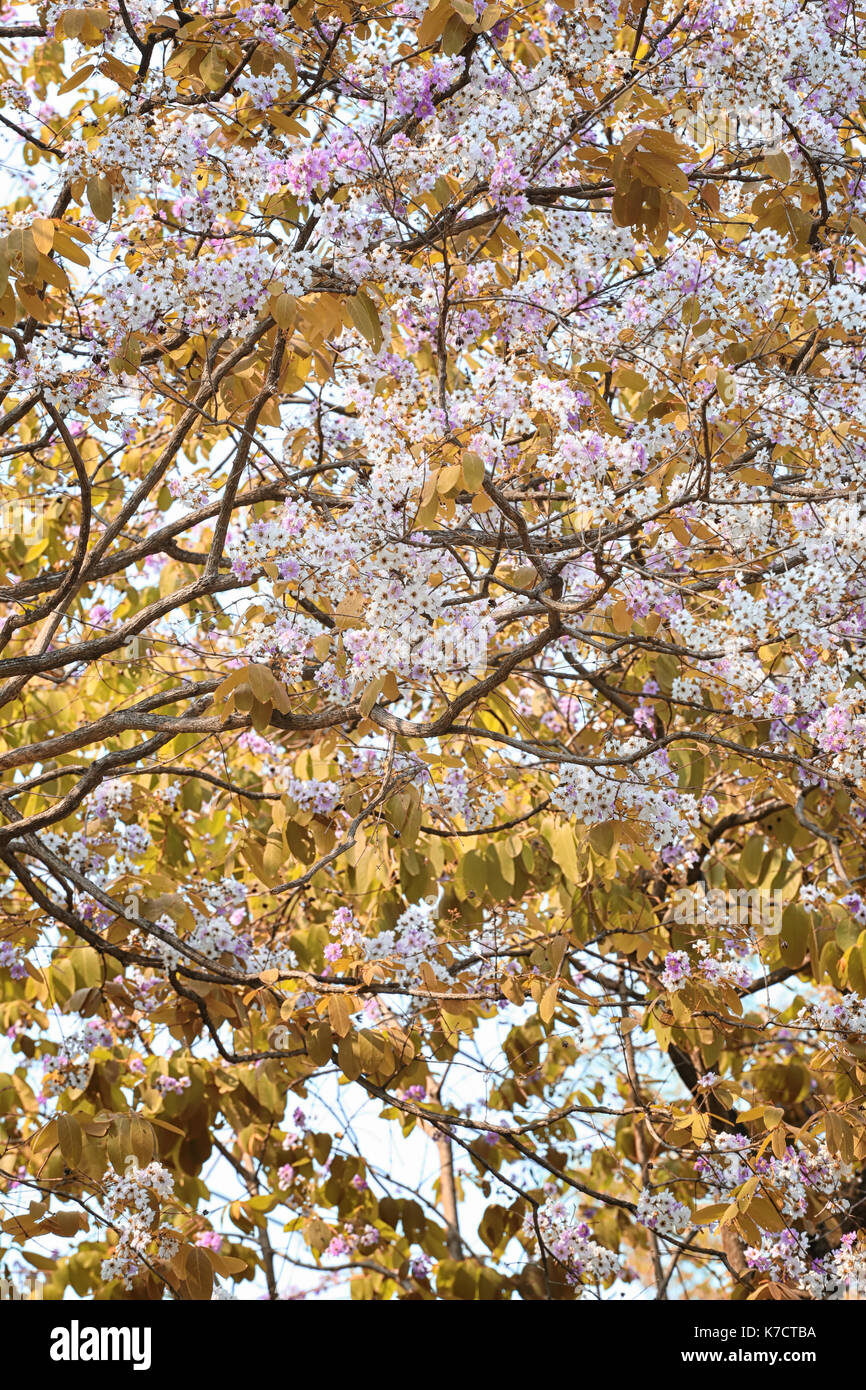 Blatt Farbe ändern und blühende Blumen im Frühling Garten. Stockfoto
