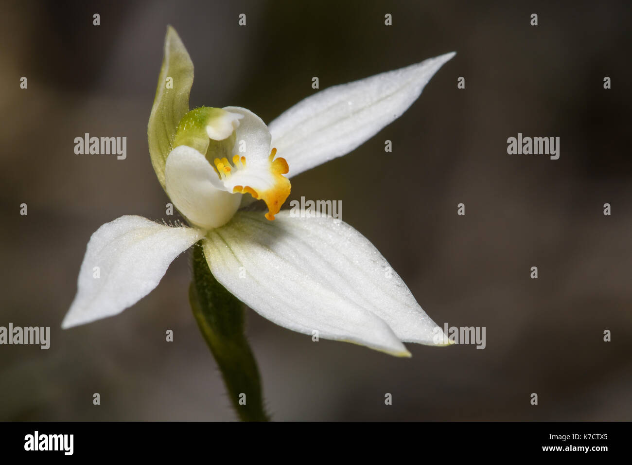 Orange-tipp Finger - Orchidee Stockfoto