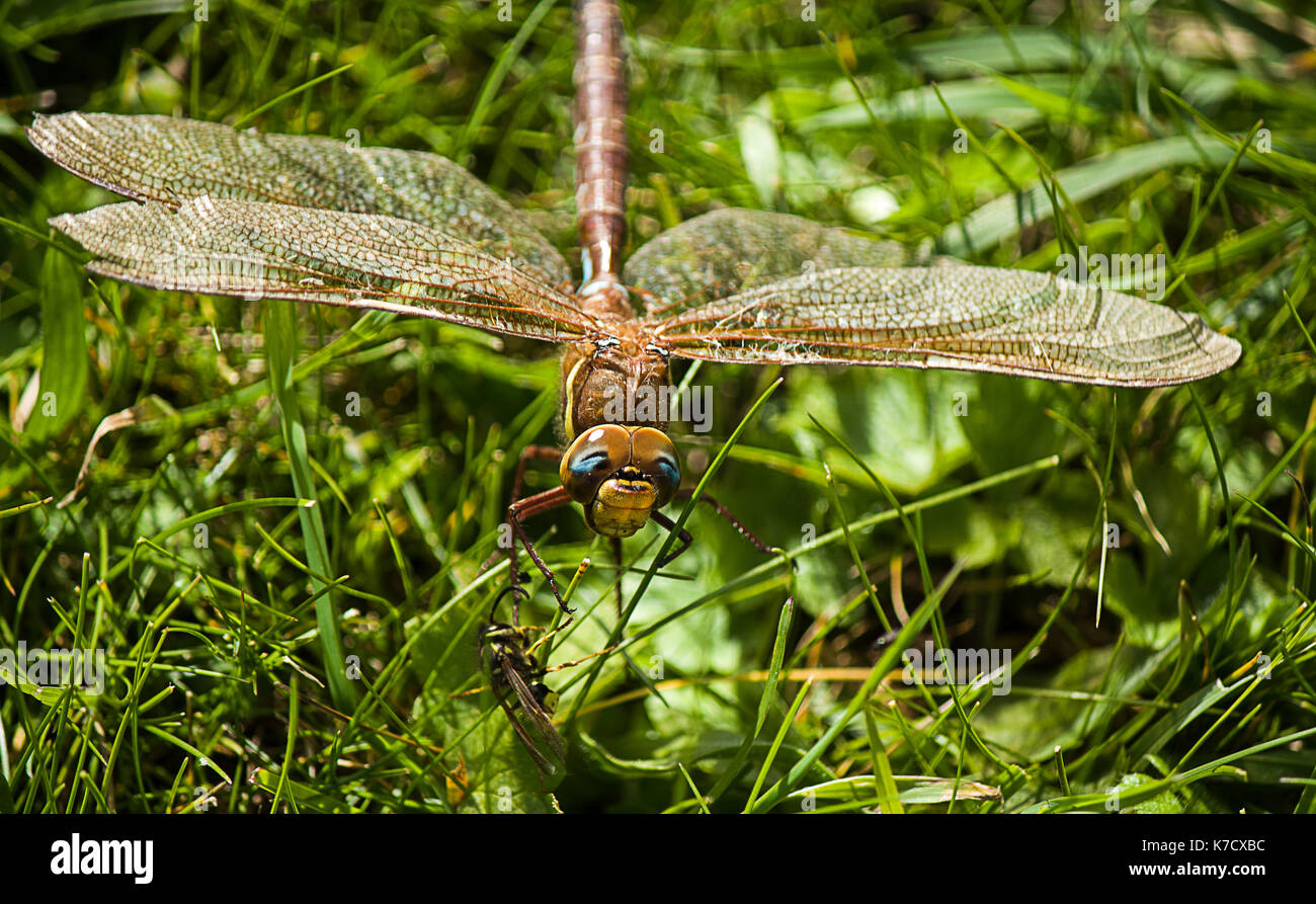 Braune Hawker Libelle Stockfoto
