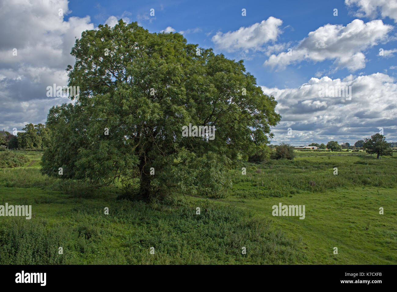 Gemeinsame Esche Stockfoto