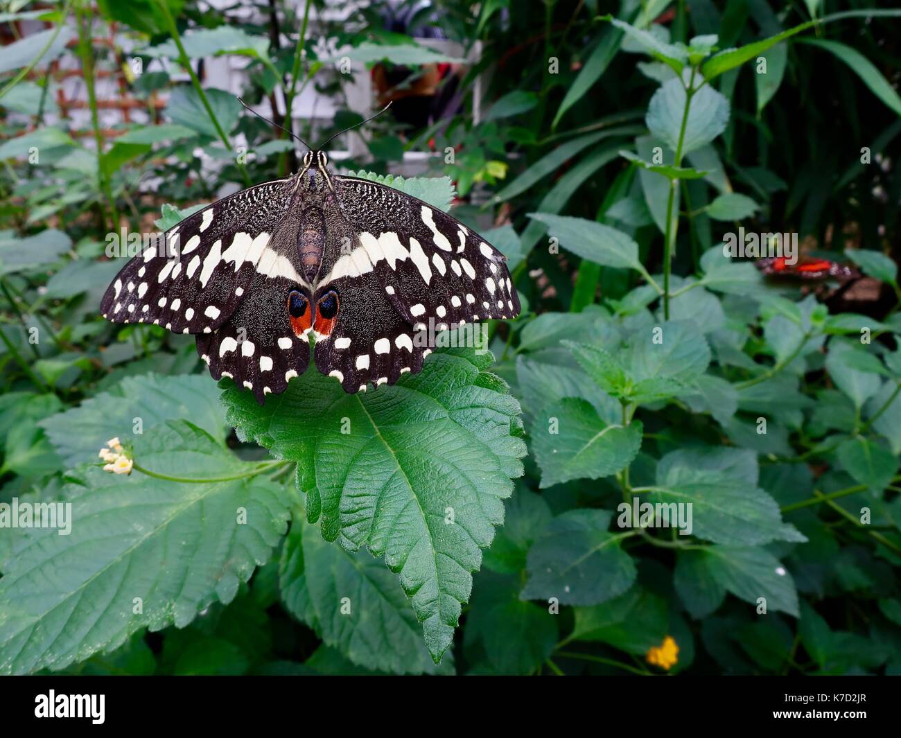 Schöner Schmetterling im Schmetterlingshaus, Natural History Museum, South Kensington, London, Großbritannien. Stockfoto