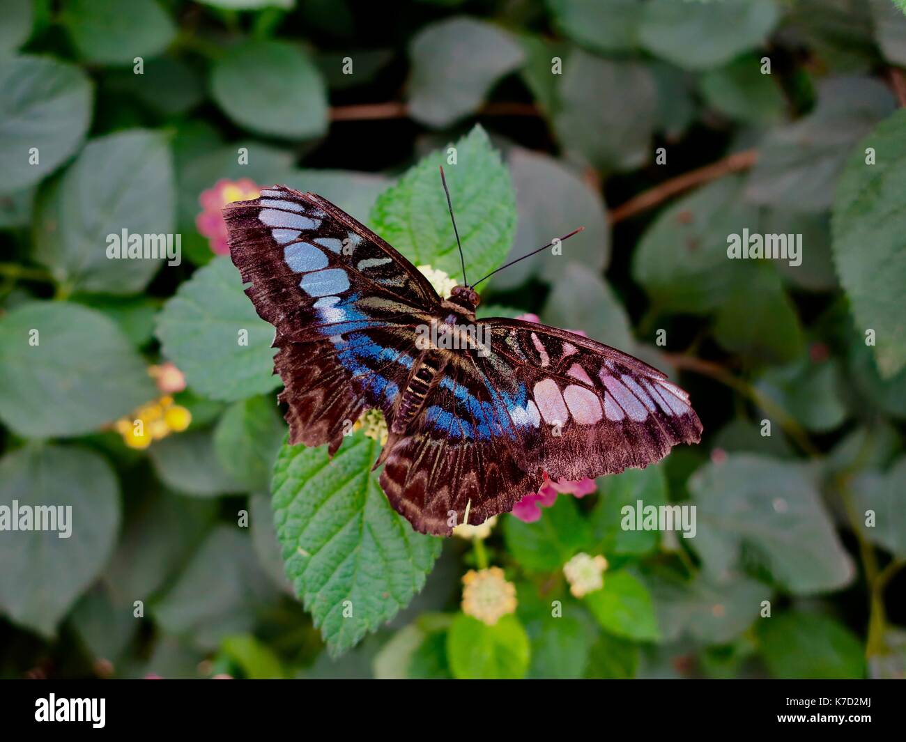 Schöner Schmetterling im Schmetterlingshaus, Natural History Museum, South Kensington, London, Großbritannien. Stockfoto