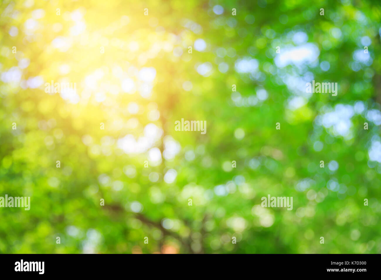 Blur Grün Natur Sommer bokeh Hintergrund mit Sonnenlicht Stockfoto