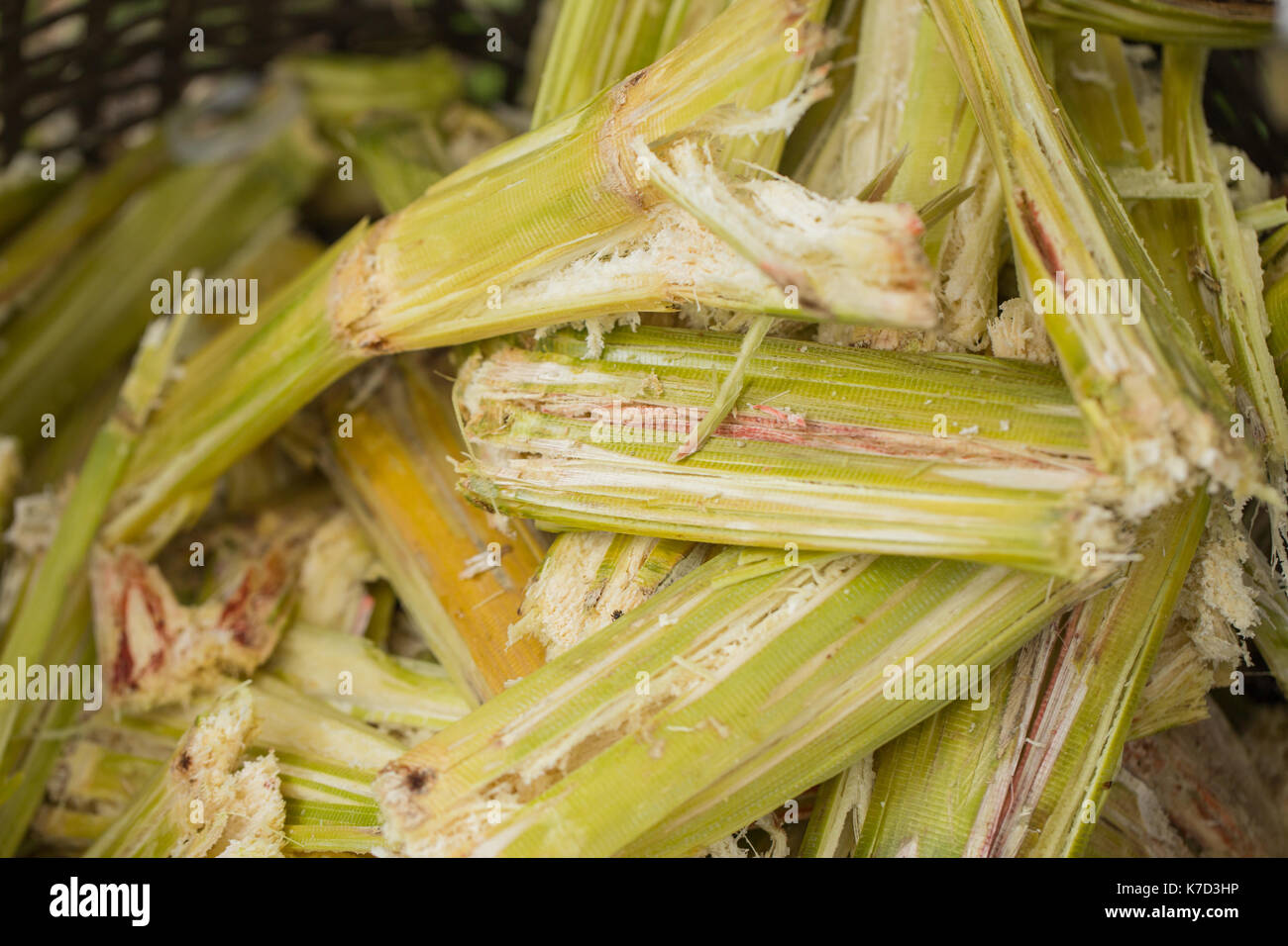 Zuckerrohr bagasse, Quelle der süßen Zucker für Ernährung und Natur Fibre recyceln für Biokraftstoff Zellstoff- und Baustoffe. Stockfoto