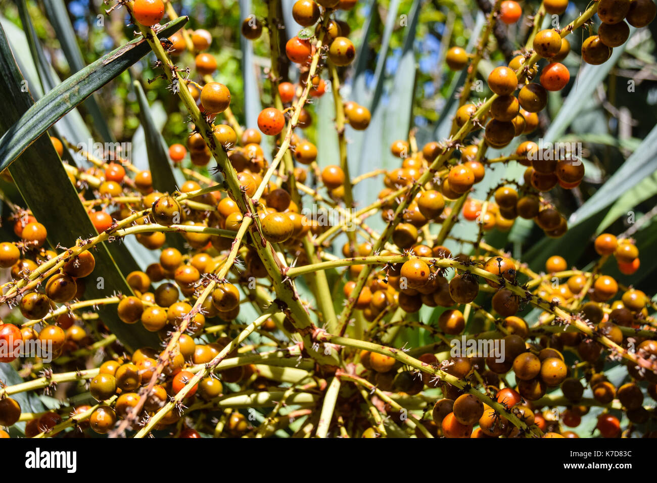 Obst und Beeren der Drachenbaum, Dracaena Draco, eine indigene Baum in  Porto Santo, Madeira gefunden Stockfotografie - Alamy