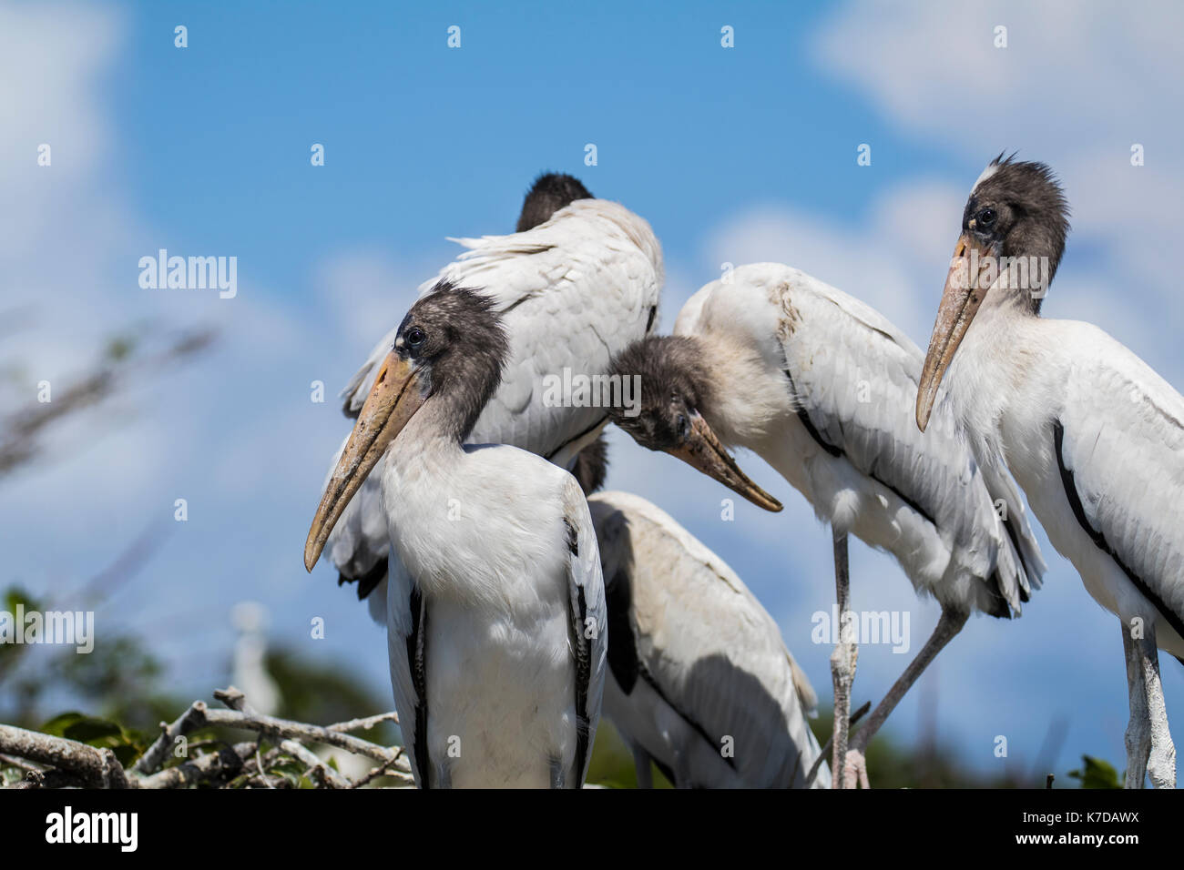 Woodstork Holz Storch Storch Vogelgrippe mycteria americana Holz ibis Stockfoto