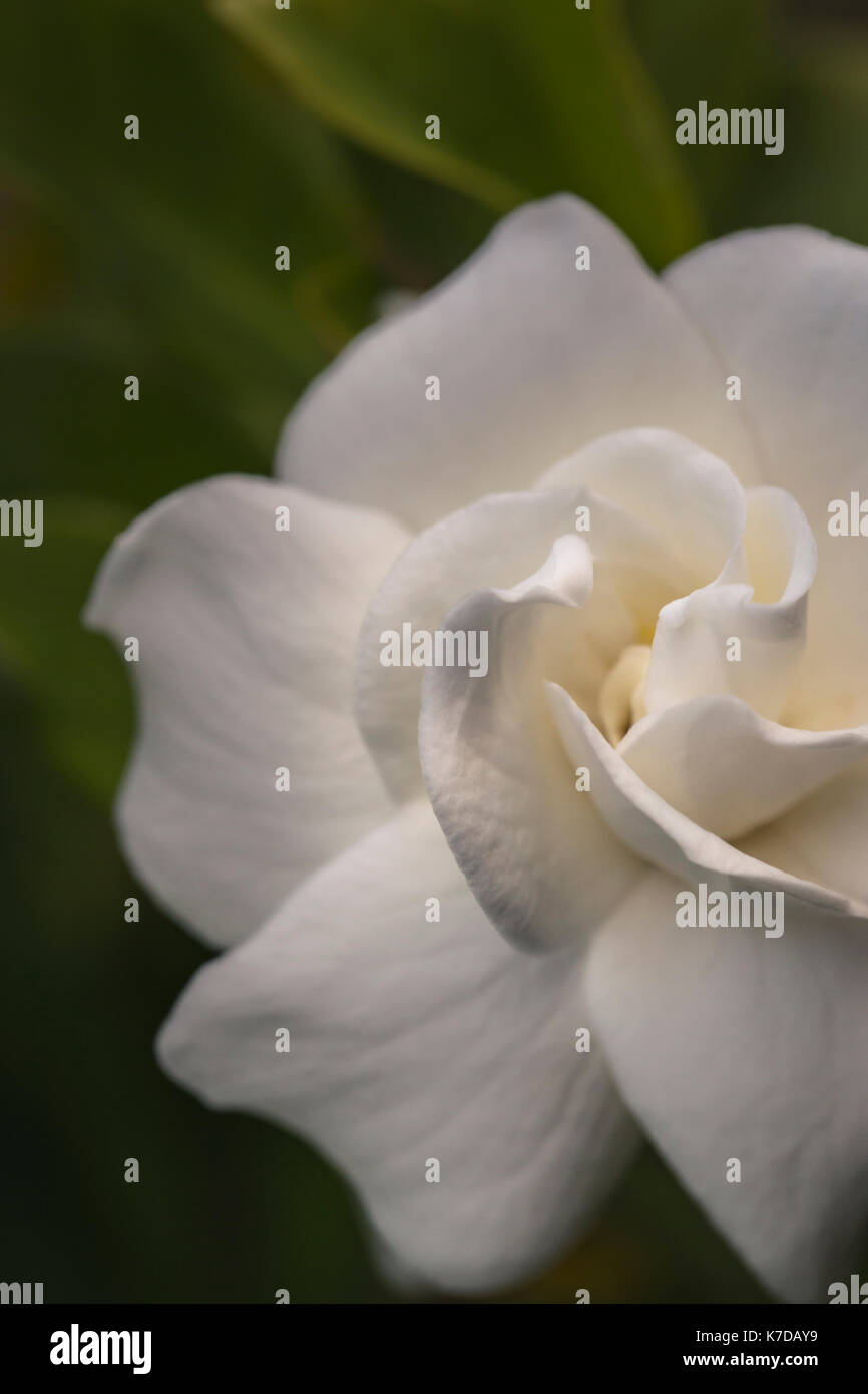 Nahaufnahme von weißen Blumen blühen im park Stockfoto