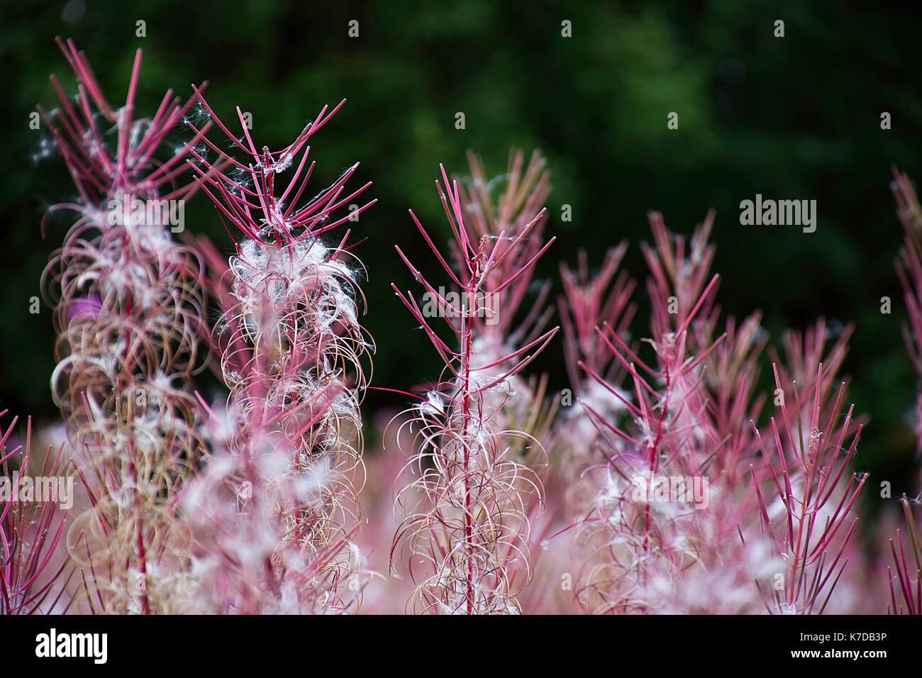 Erste Anzeichen der bald kommenden Herbst auf der Wiese in der Nähe von Stoke-on-Trent, Staffordshire, Vereinigtes Königreich. Stockfoto