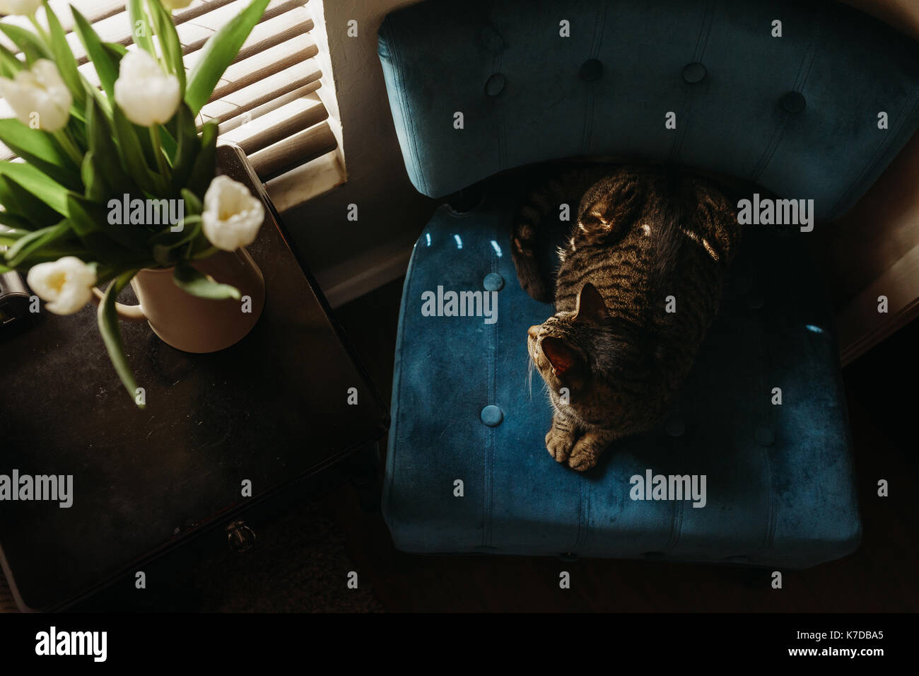 Hohe Betrachtungswinkel der Katze sitzt auf Stuhl von Fenster zu Hause Stockfoto