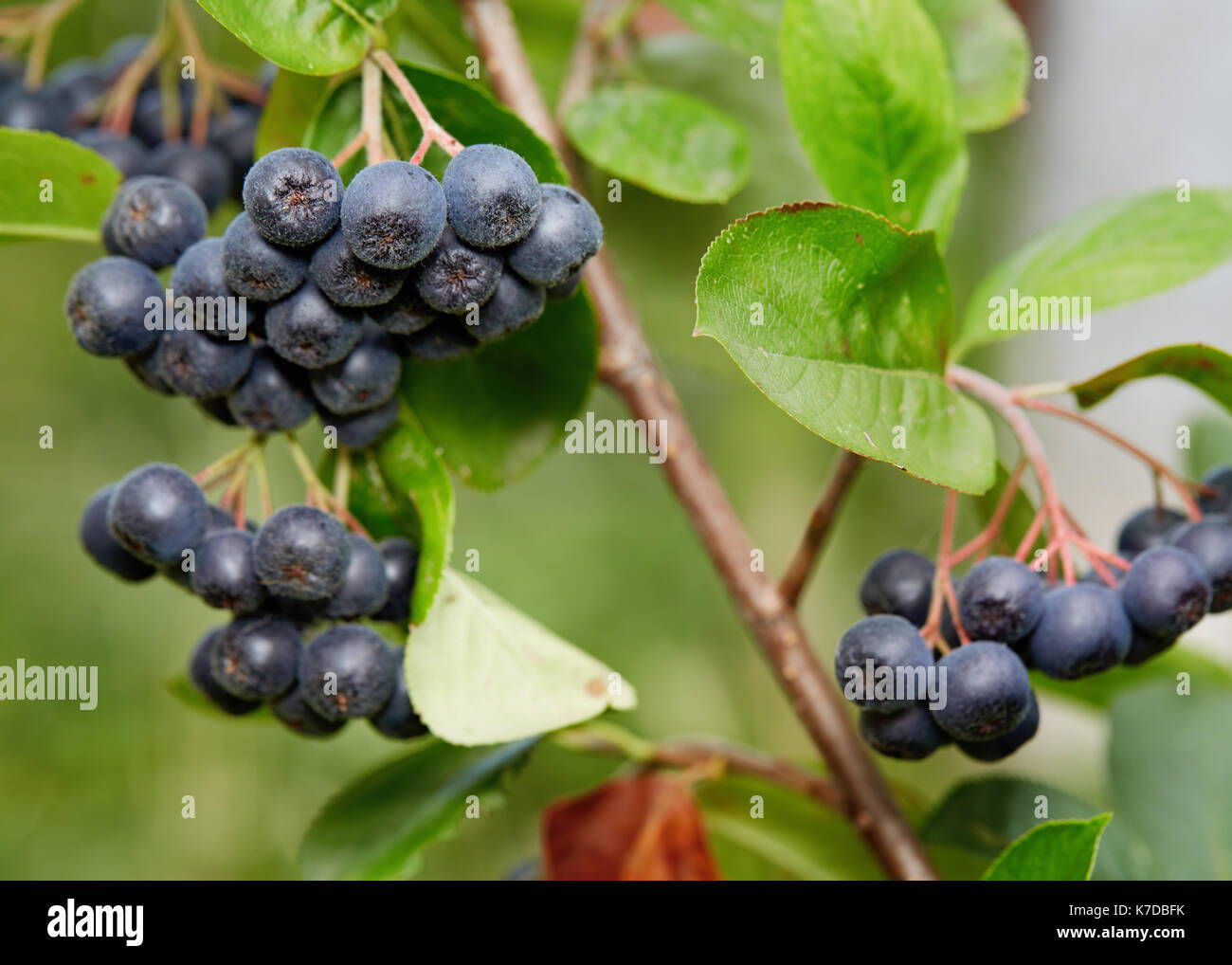 Aronia Beeren (Aronia melanocarpa, schwarze Apfelbeere) wächst im Garten. Zweig gefüllt mit Aronia Beeren. Stockfoto