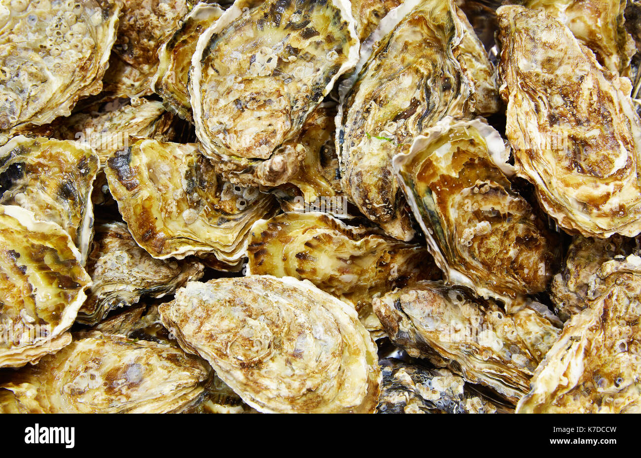 Austern und Meeresfrüchte Textur muster Hintergrund Stockfoto