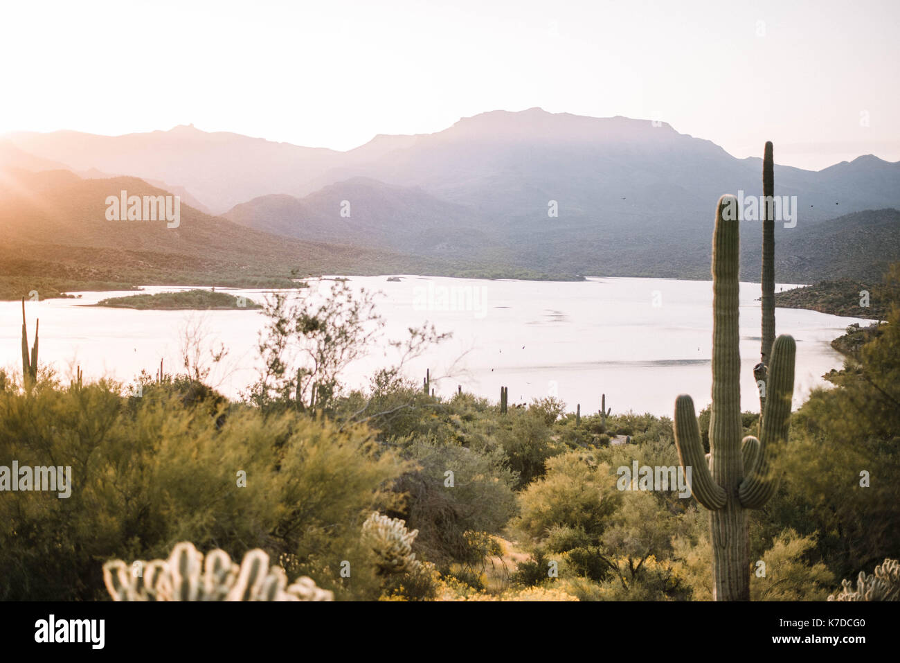 Kakteen und Pflanzen auf dem Feld am See gegen Berge Stockfoto