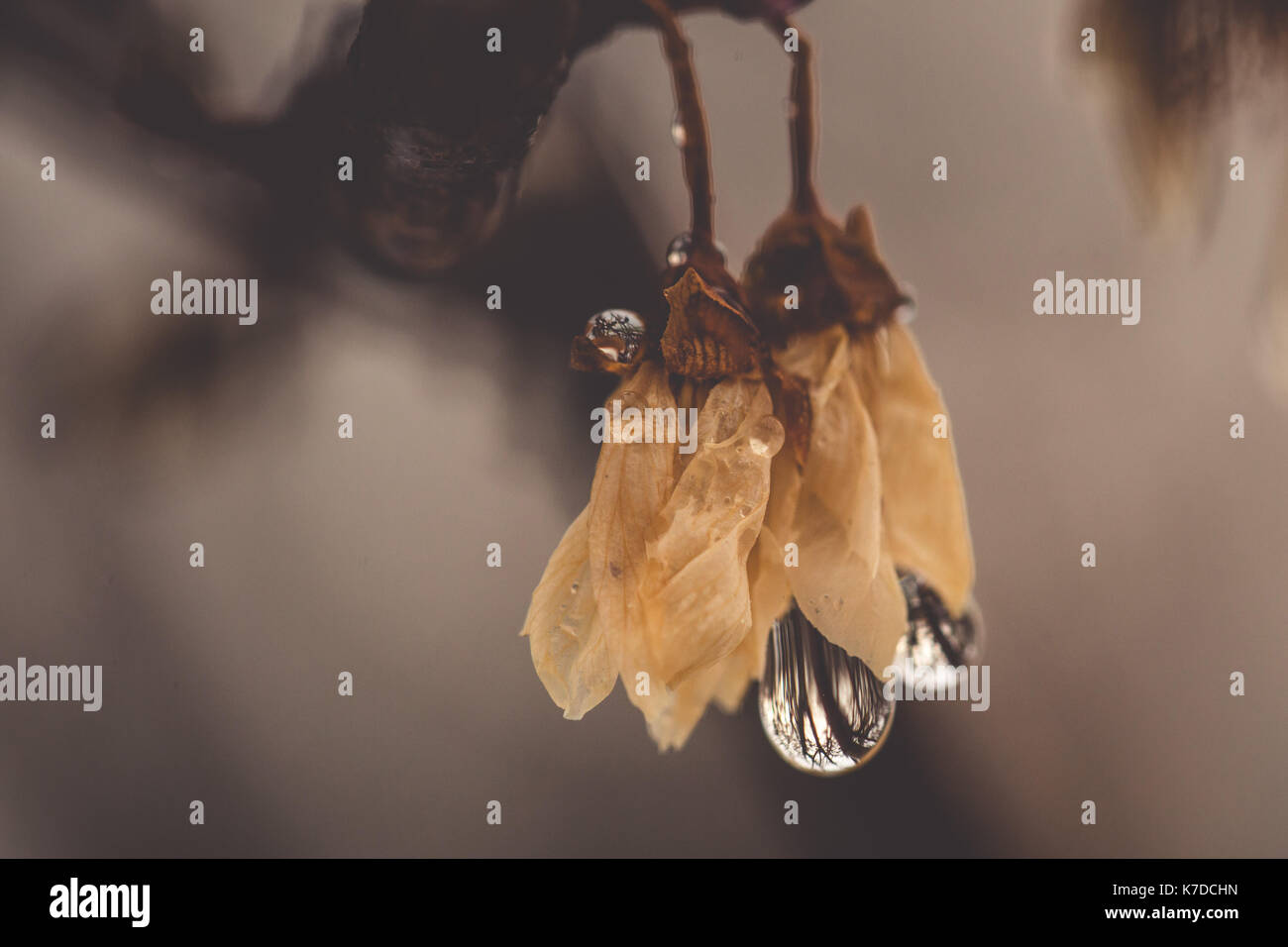 In der Nähe der Tau Tropfen auf verwelkte Blumen Stockfoto